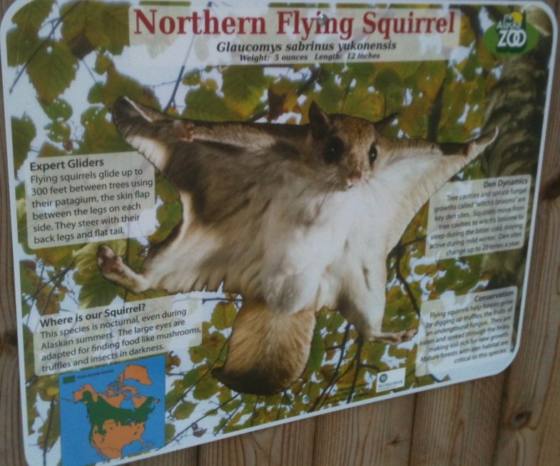Northern Flying Squirrel Educational Sign