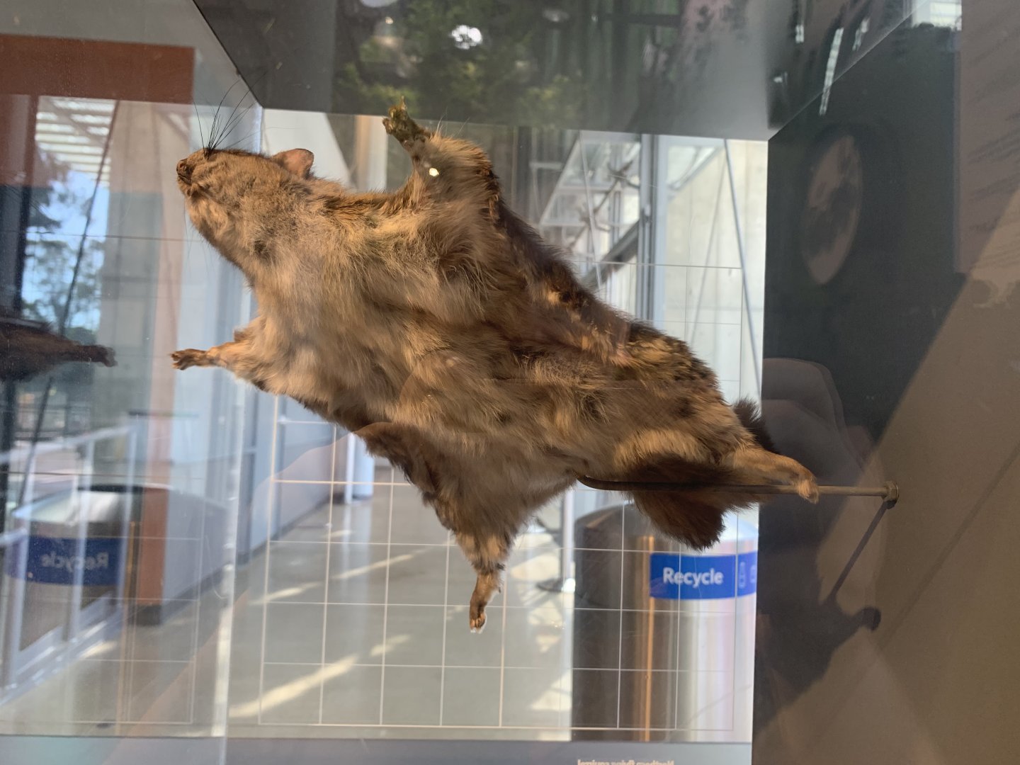 Northern flying squirrel - Giants of Land and Sea