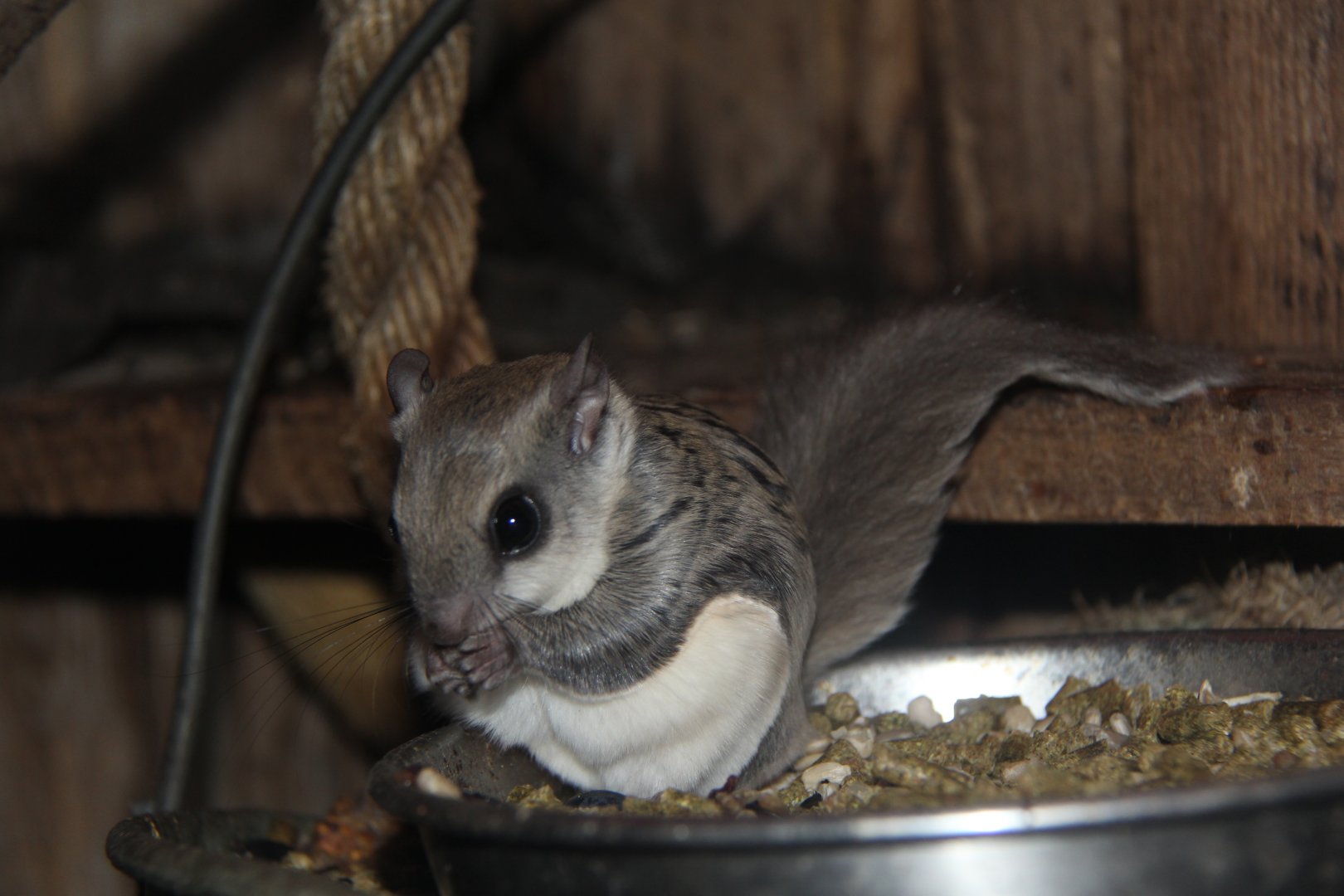 Northern flying squirrel (Glaucomys sabrinus)