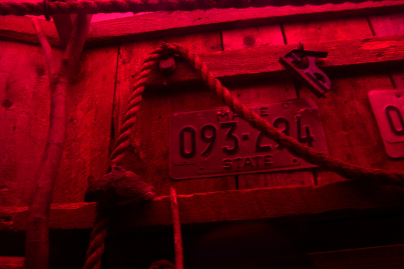 Northern flying squirrel (Glaucomys sabrinus)