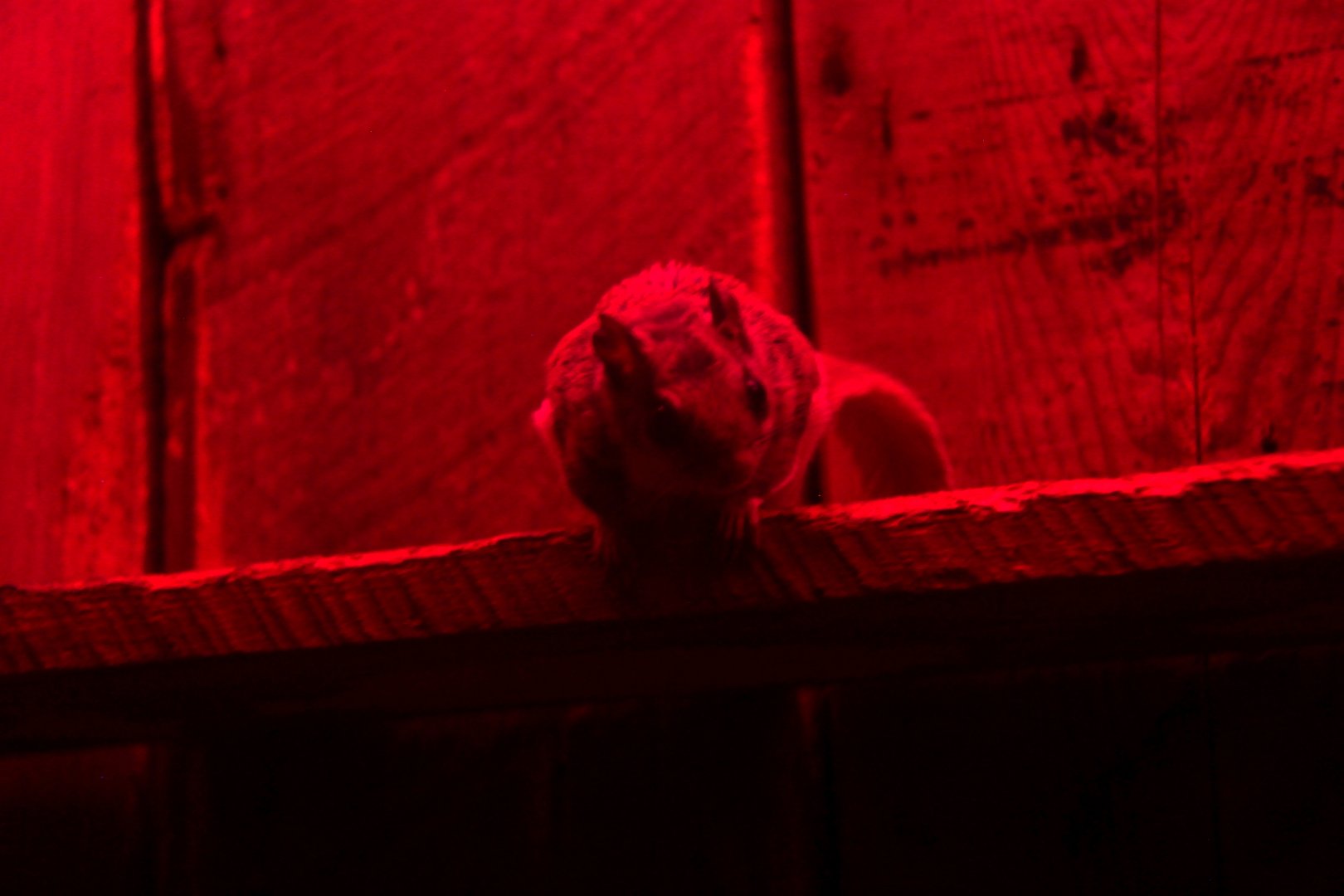 Northern flying squirrel (Glaucomys sabrinus)