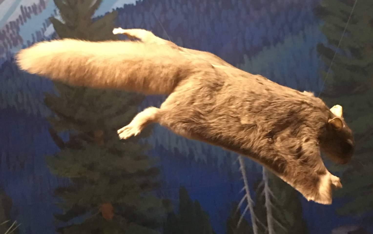 Northern flying squirrel (Glaucomys sabrinus)