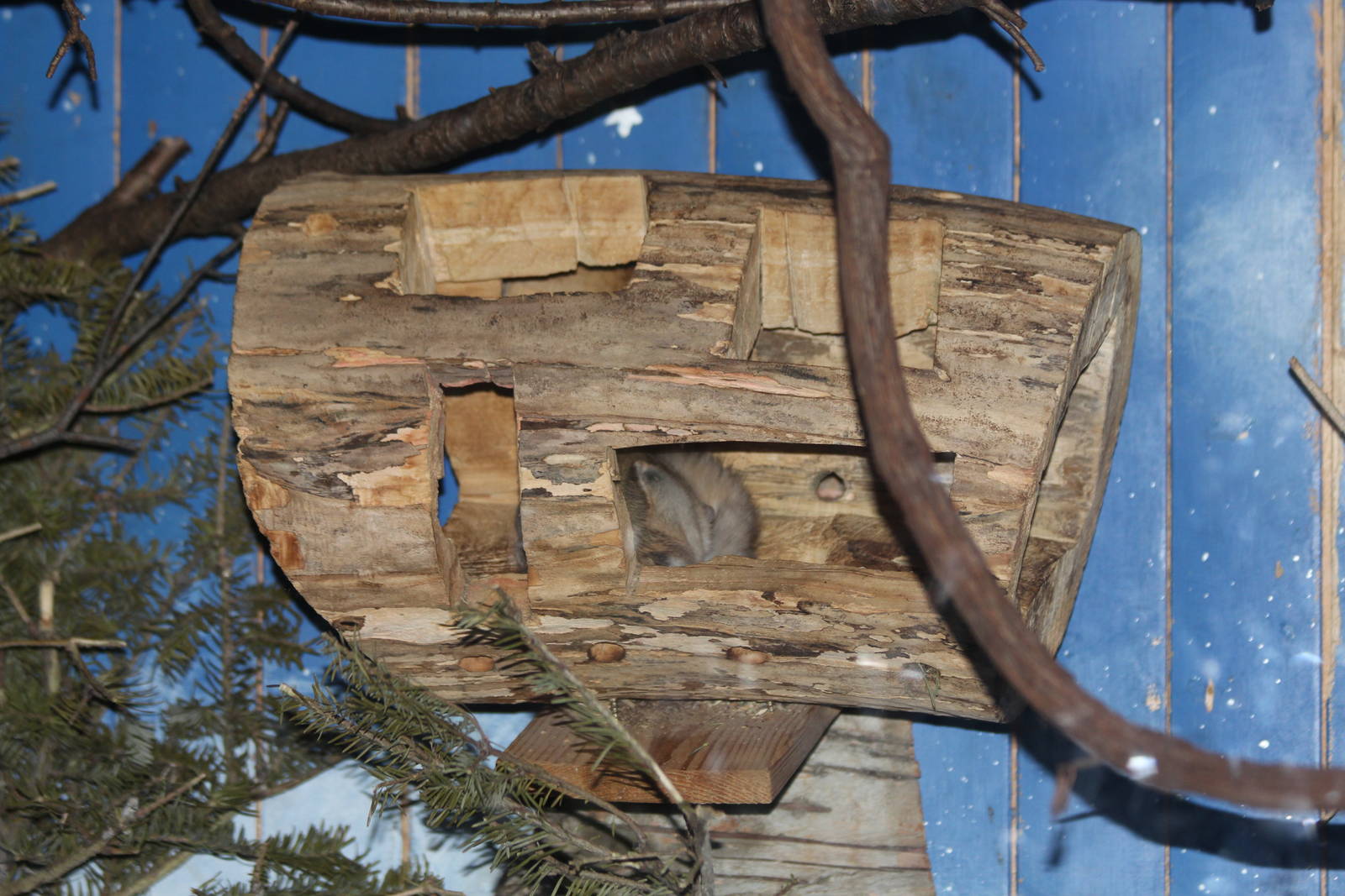 Northern Flying Squirrel - June 2016