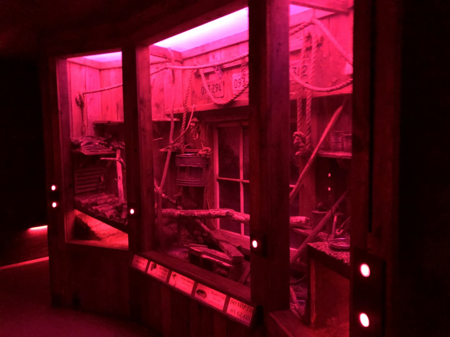 Northern Flying Squirrel & Meadow Vole & Deer Mice exhibit