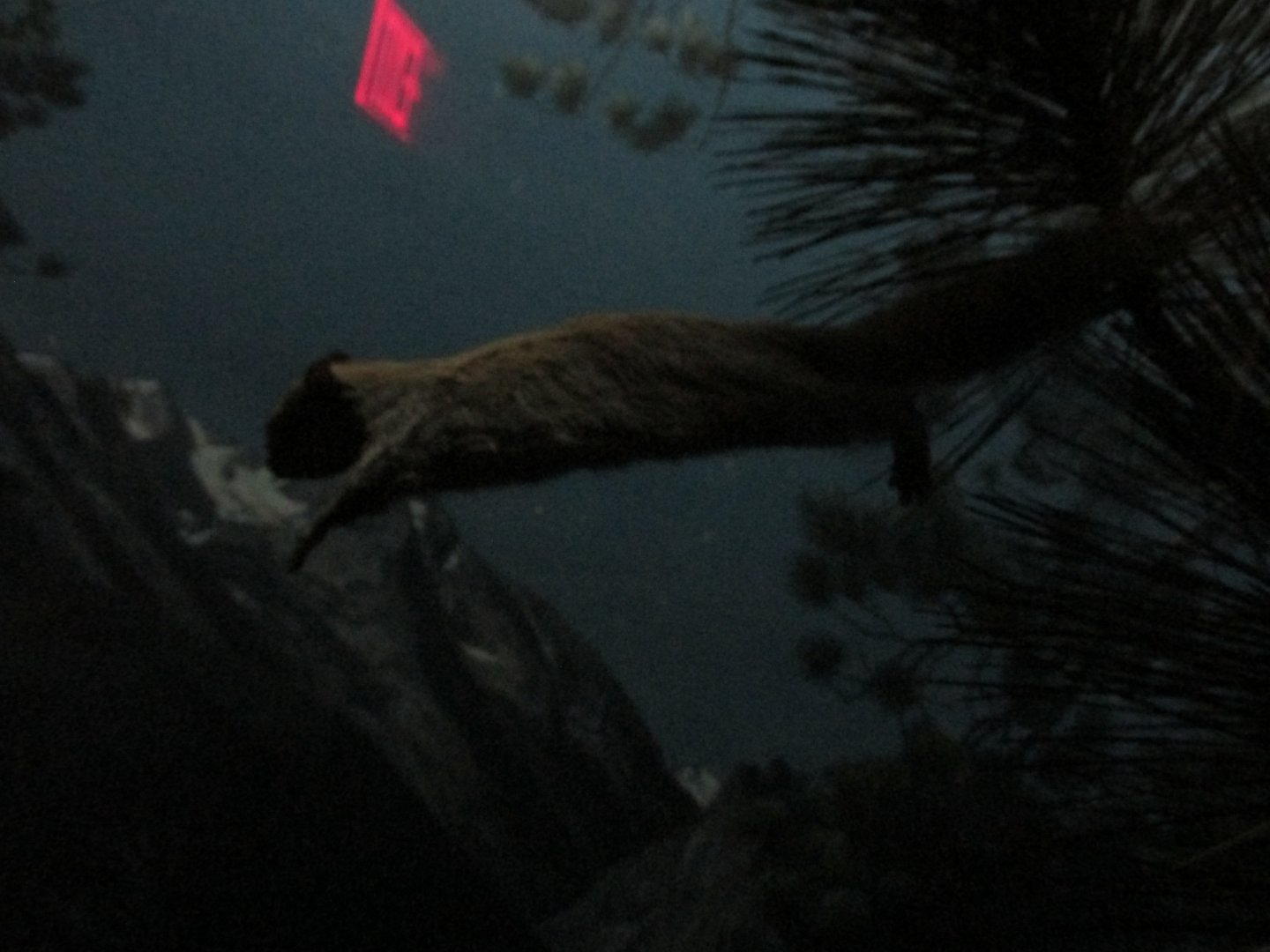 northern flying squirrel