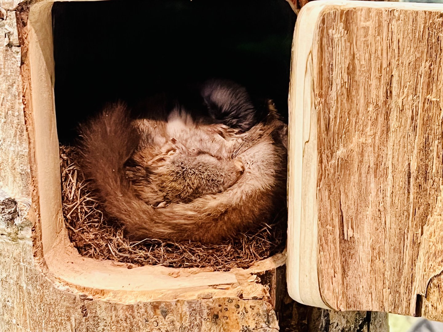 Northern Flying Squirrel