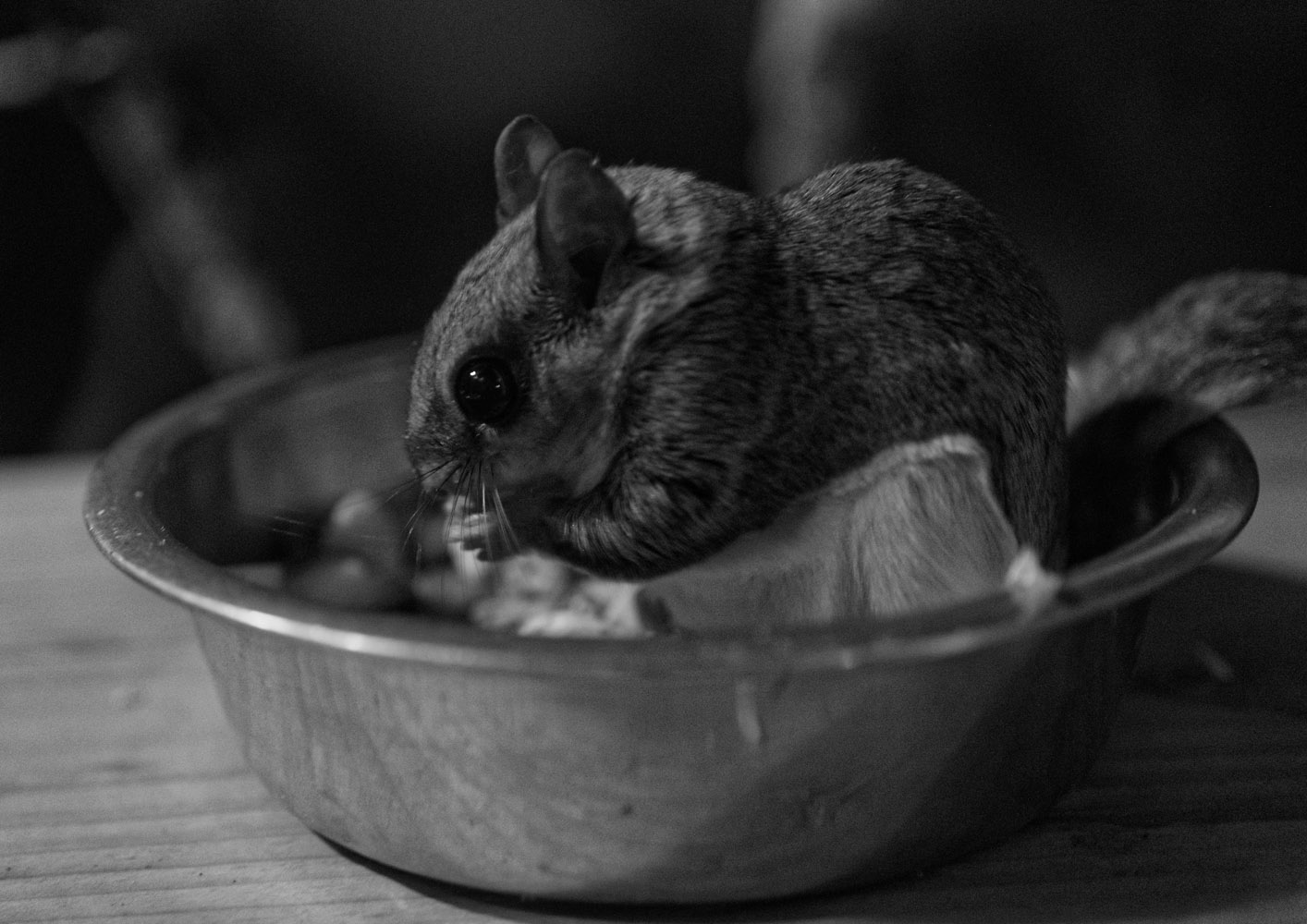 Northern flying squirrel