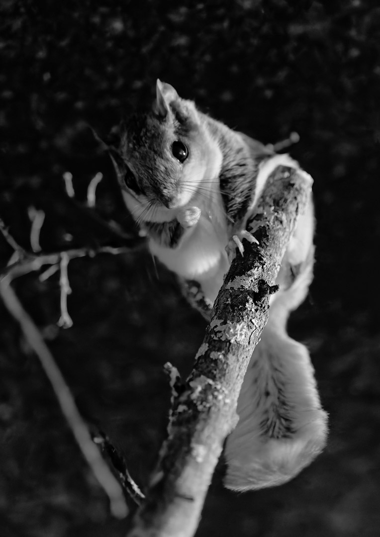 Northern flying squirrel