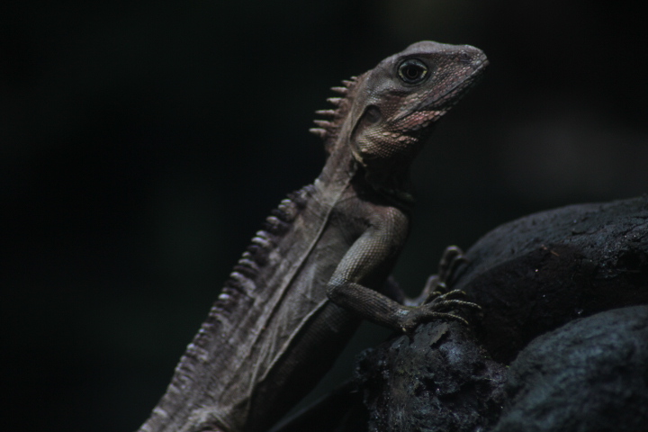 Northern forest dragon (Hypsilurus godeffroyi)