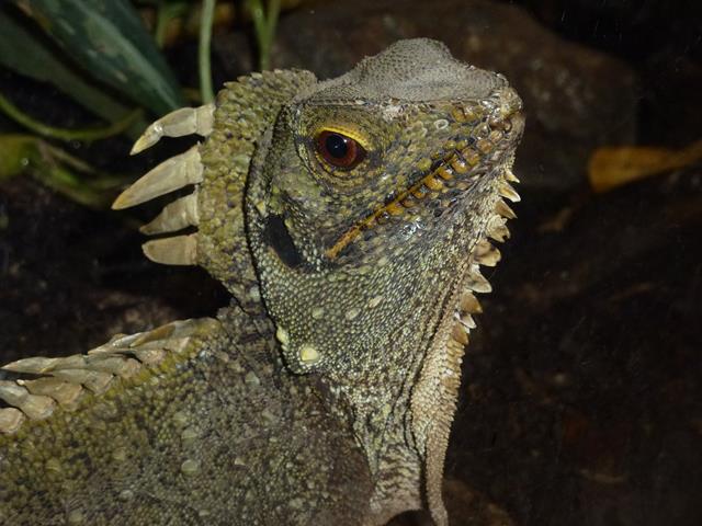 Northern forest dragon, October 2013.