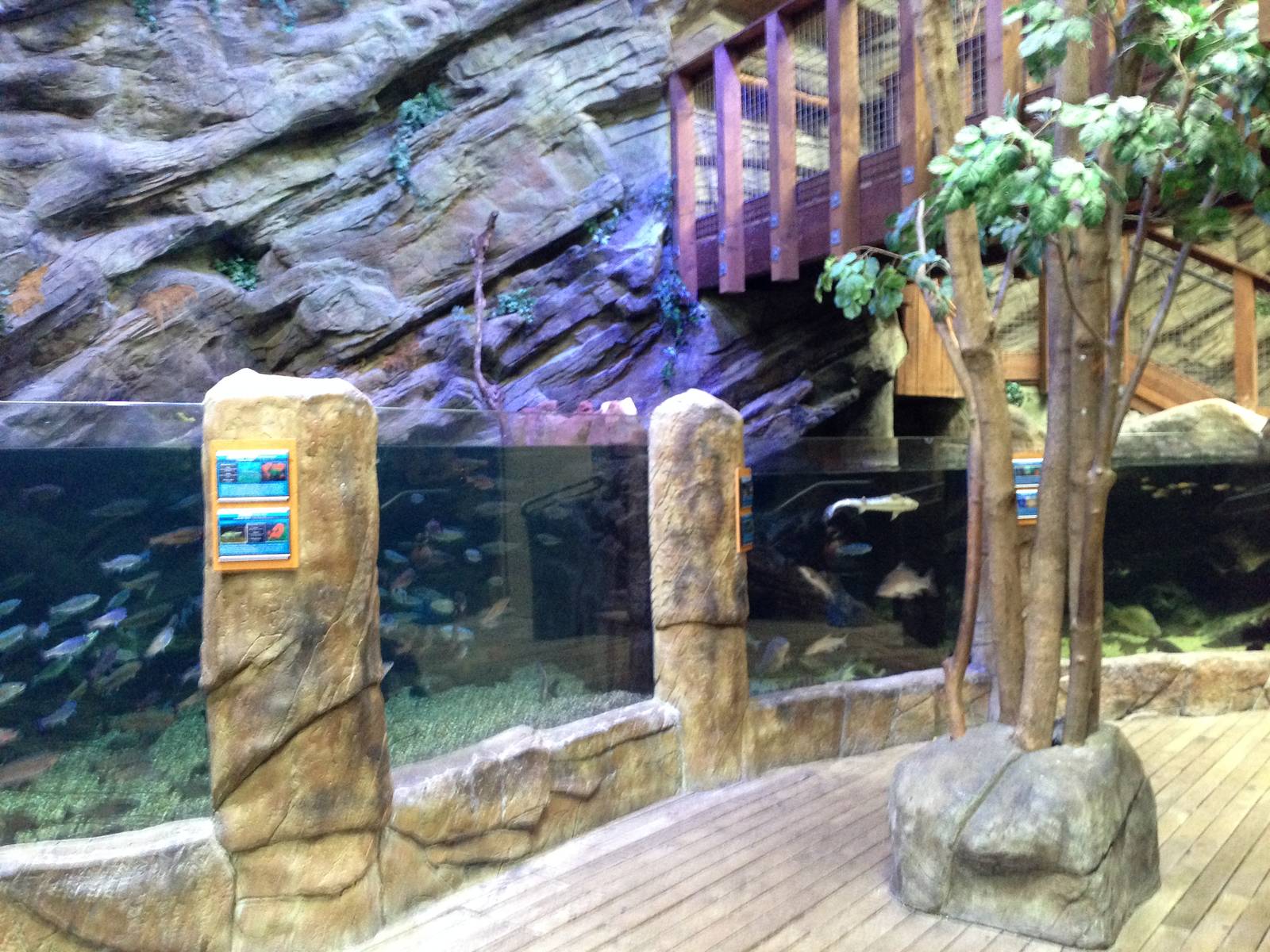 Northern Freshwater Tank at Blue Planet Aquarium - 05/10/2013