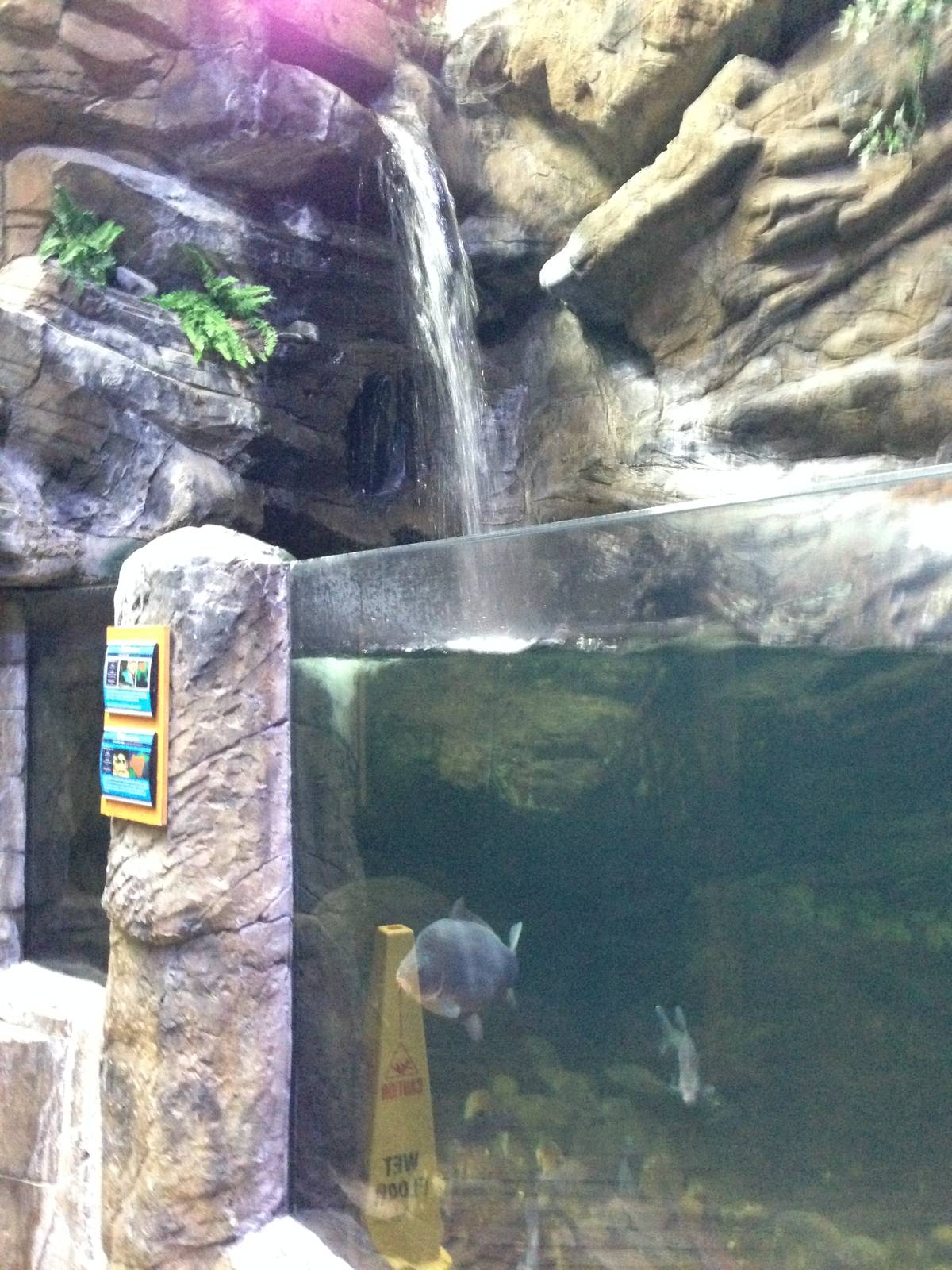 Northern Freshwater Tank at Blue Planet Aquarium - 05/10/2013