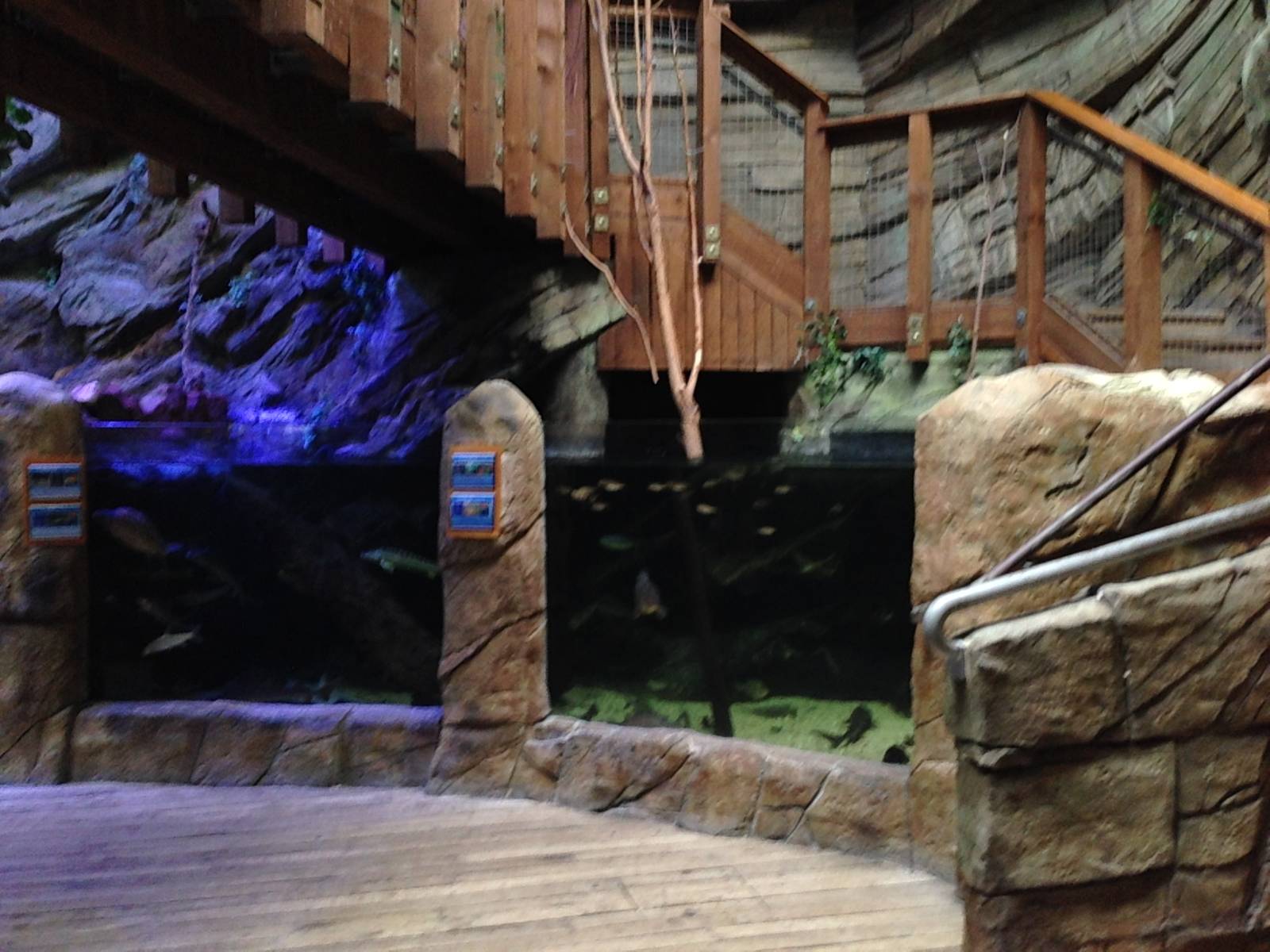 Northern Freshwater Tank at Blue Planet Aquarium - 05/10/2013