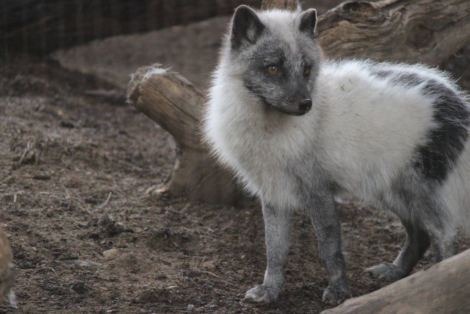 Northern Frontier - Artic Fox