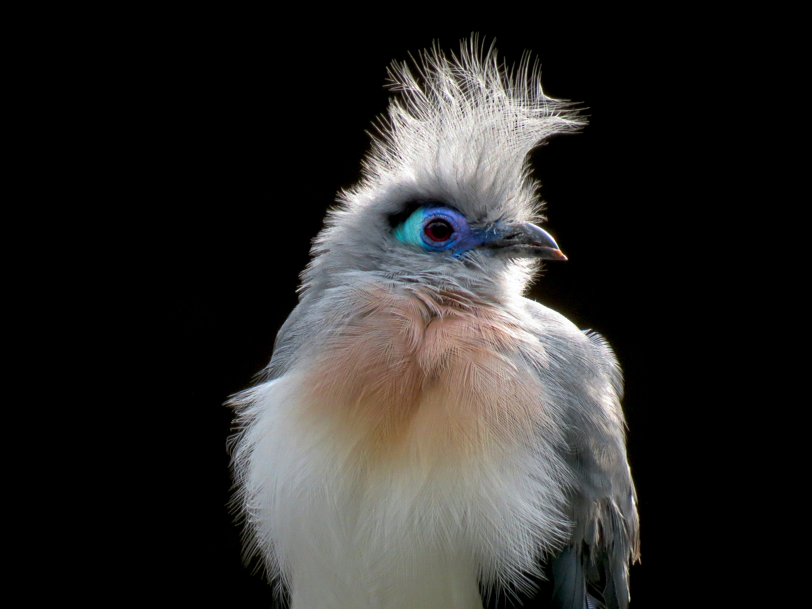 Northern Frontier - Bird Exhibits - Crested Coua