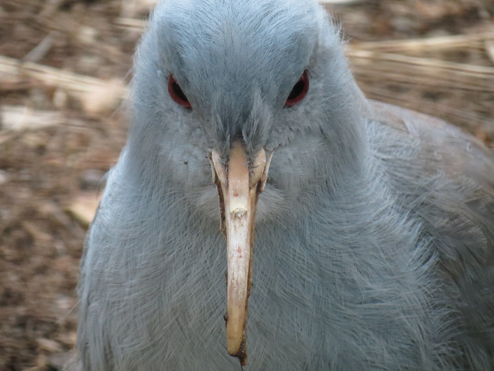 Northern Frontier - Bird Exhibits - Kagu