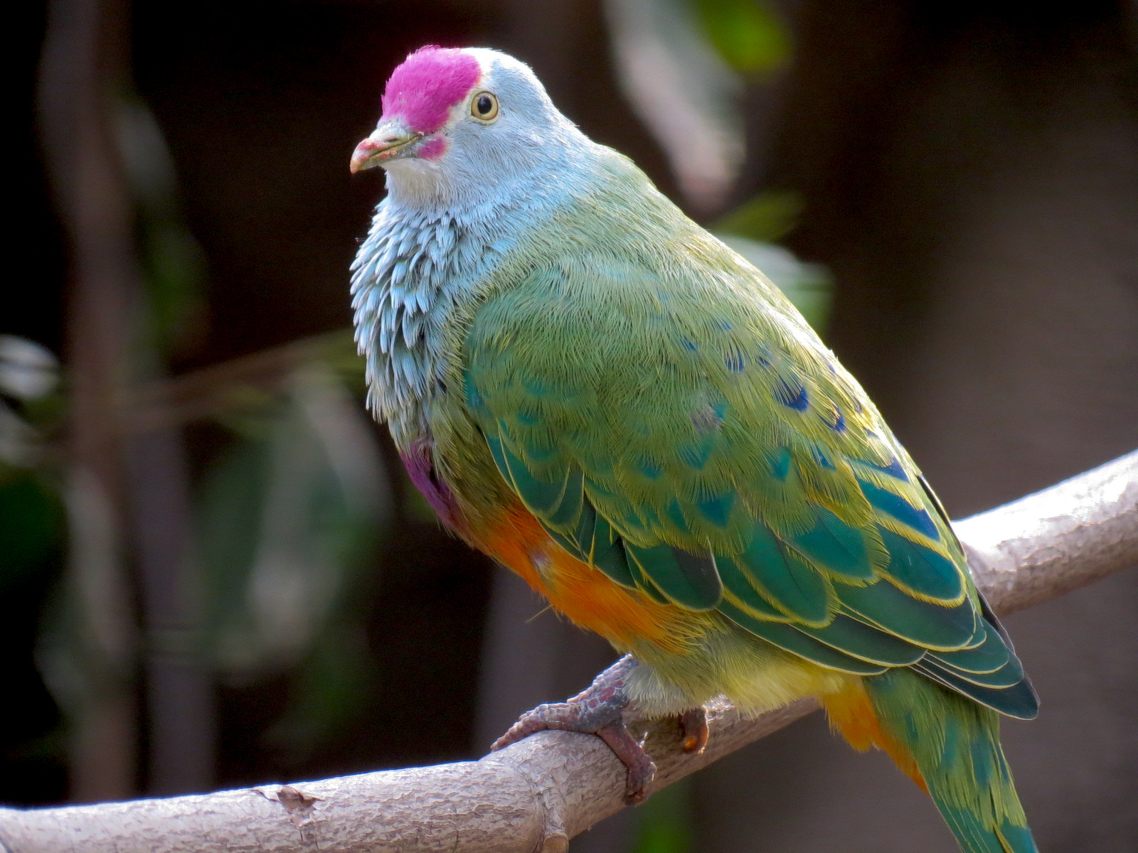 Northern Frontier - Bird Exhibits - Mariana Fruit Dove