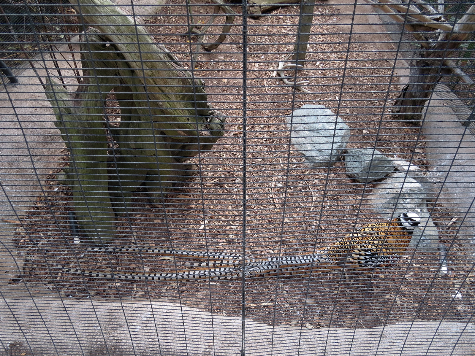 Northern Frontier - Bird Exhibits - Reeve's Pheasant