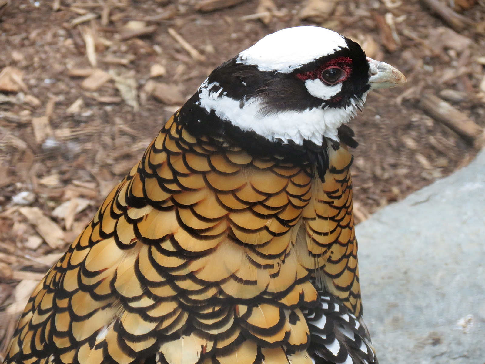 Northern Frontier - Bird Exhibits - Reeve's Pheasant