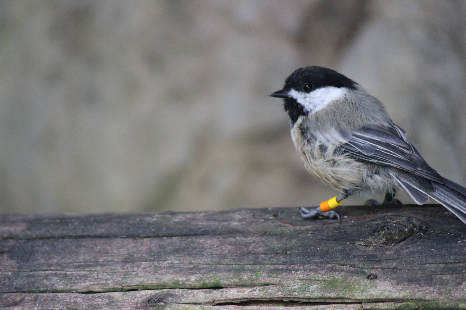 Northern Frontier - Black Capped Chickadee