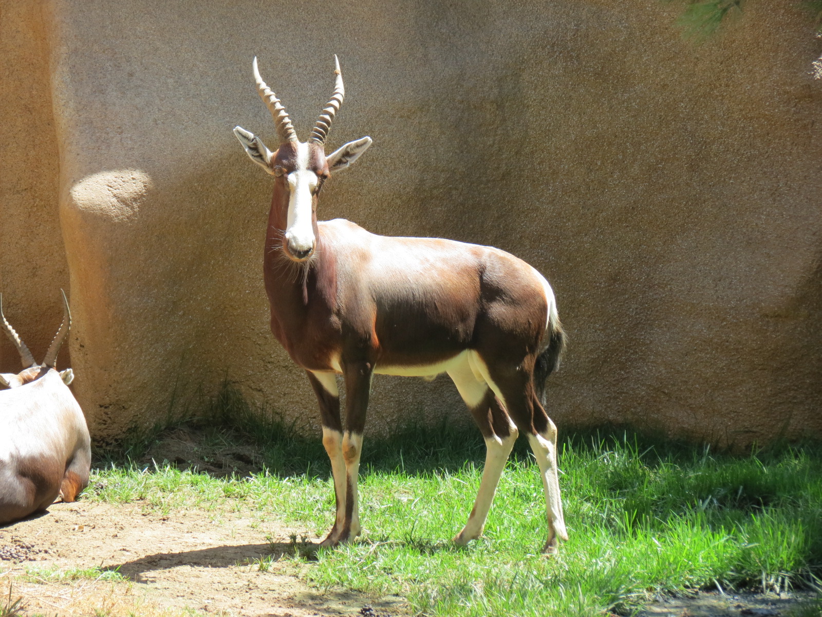 Northern Frontier - Bontebok Exhibit