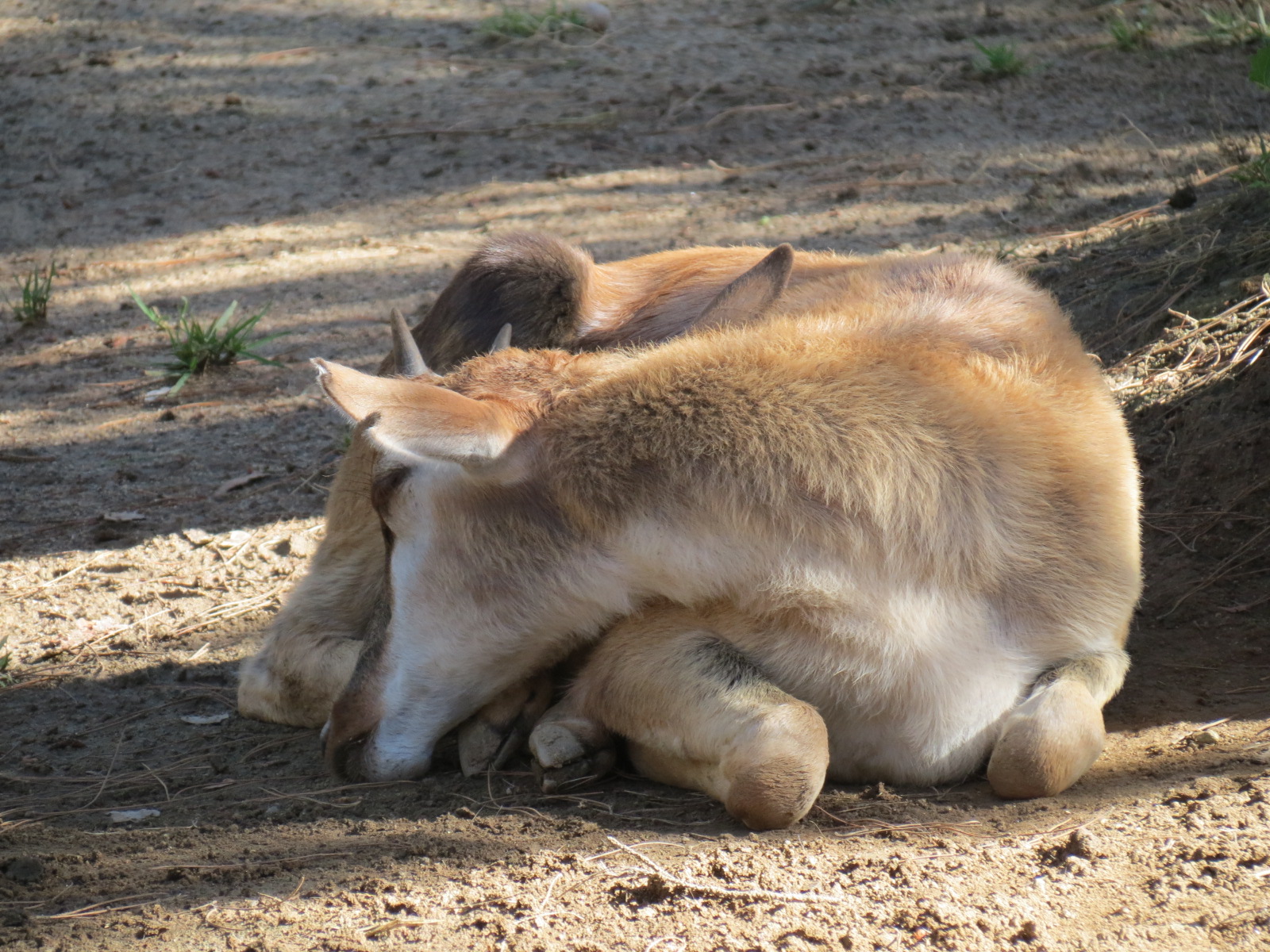 Northern Frontier - Bontebok Exhibit