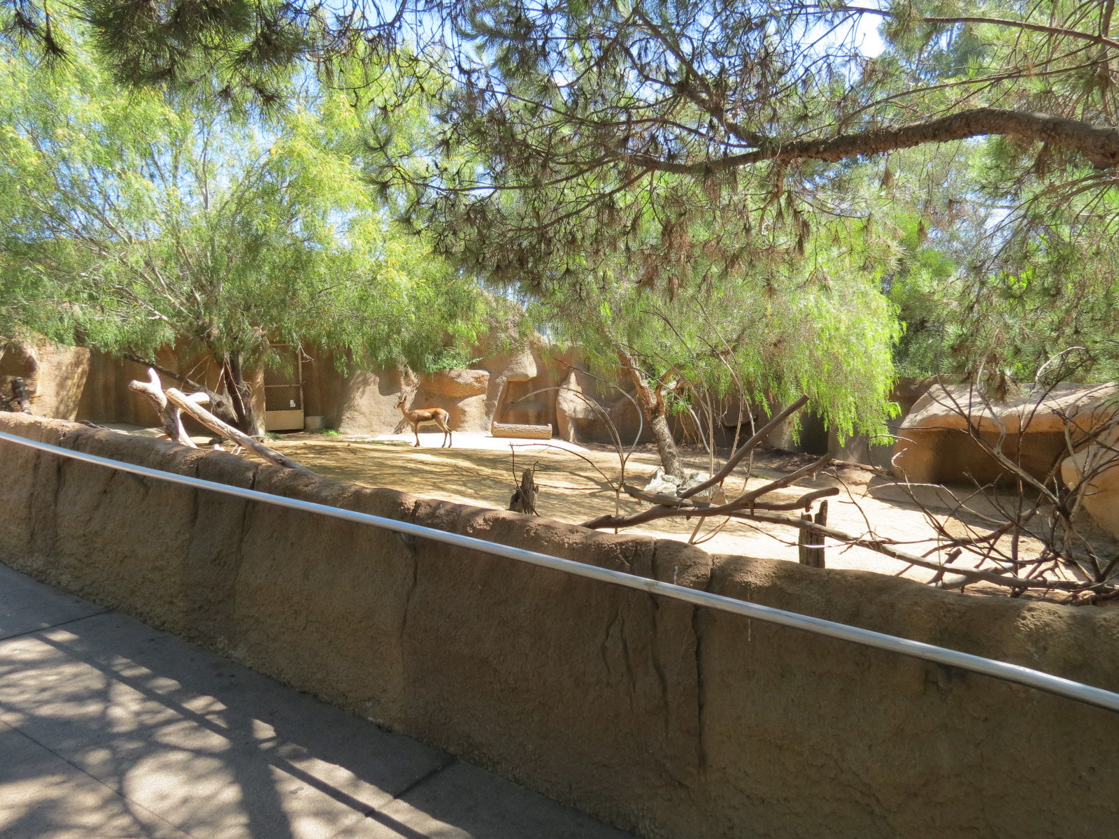 Northern Frontier - Cuviers Gazelle Exhibit