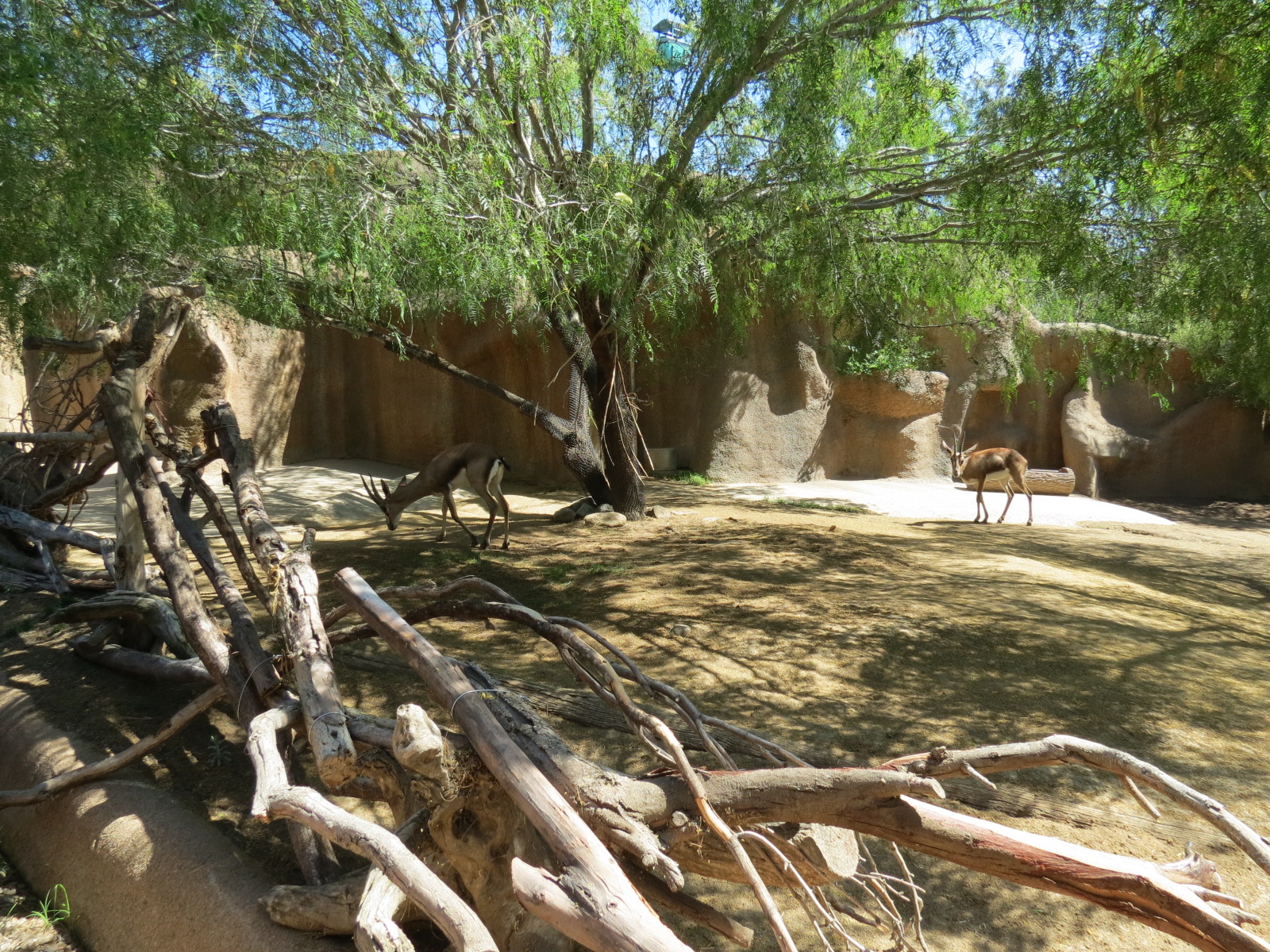 Northern Frontier - Cuviers Gazelle Exhibit