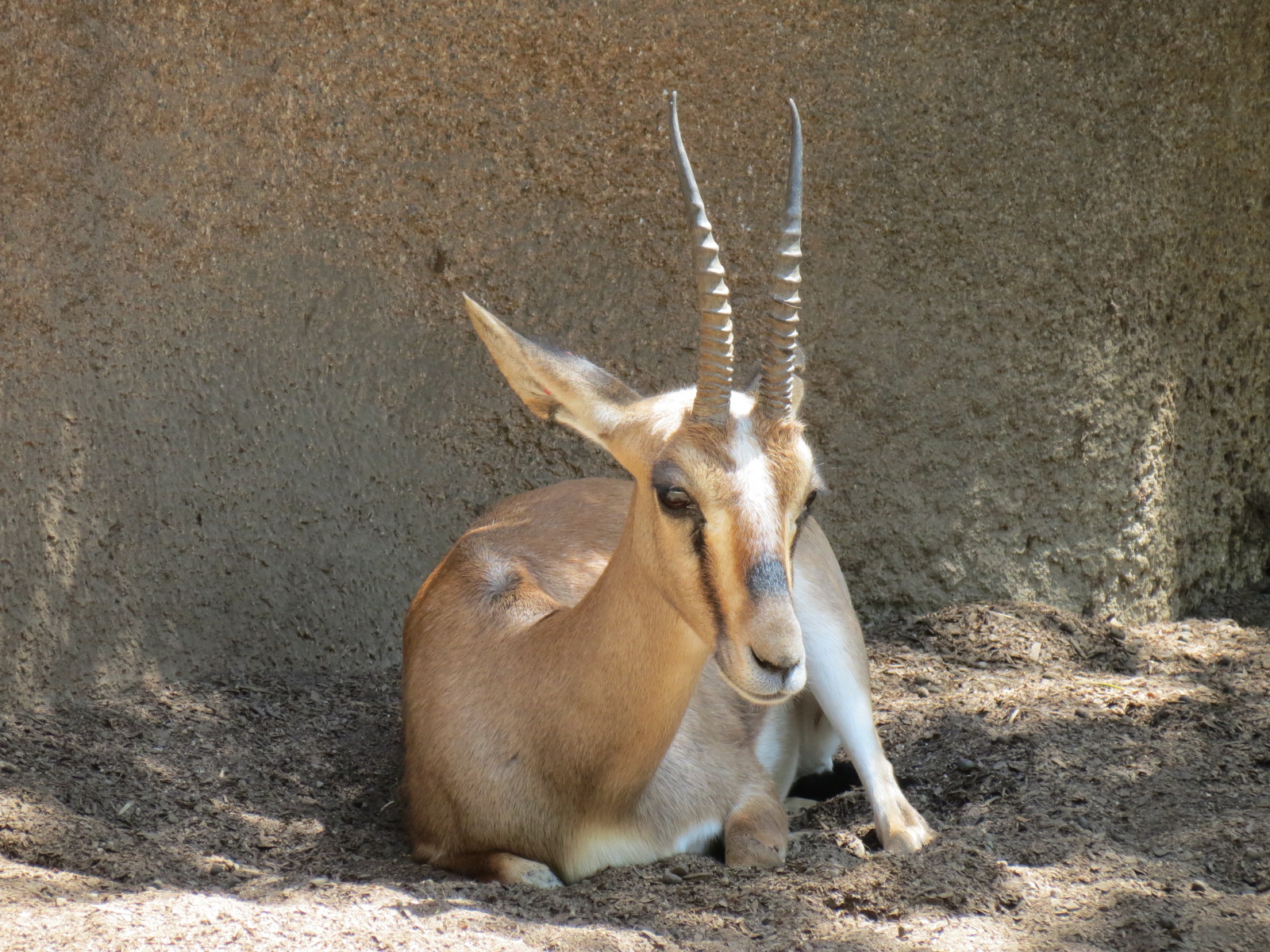 Northern Frontier - Cuviers Gazelle Exhibit
