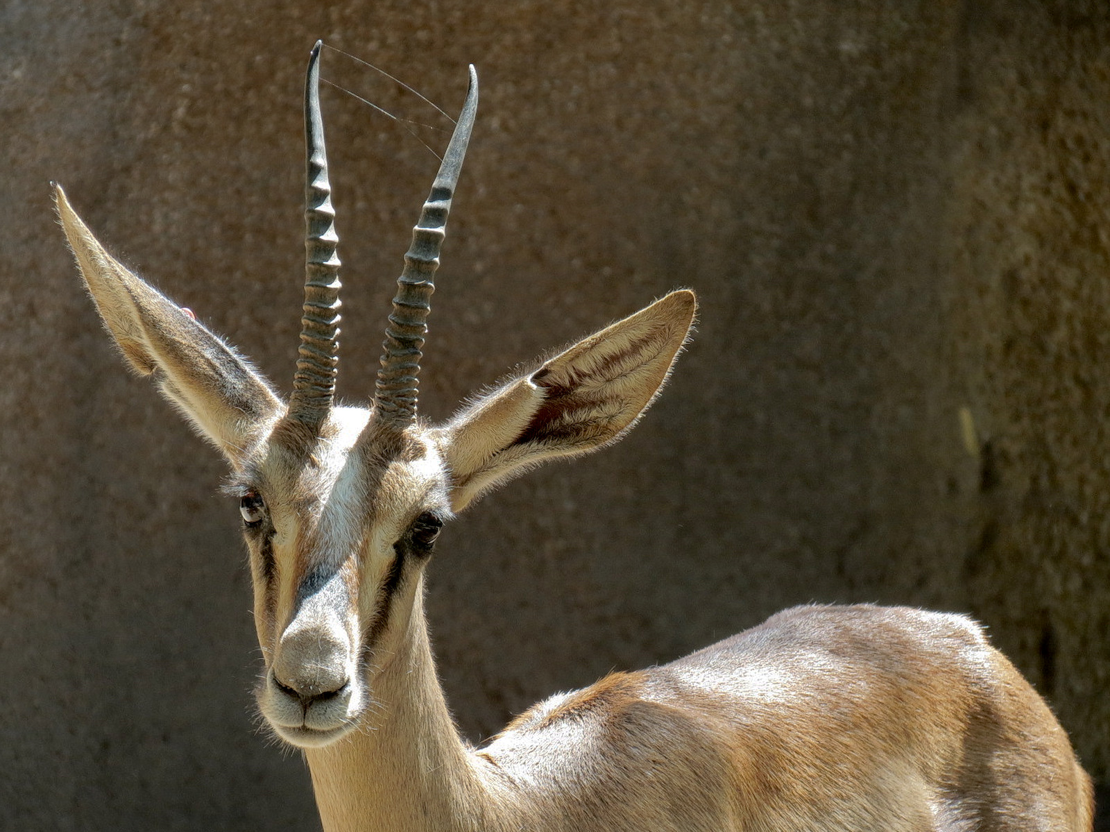 Northern Frontier - Cuviers Gazelle Exhibit