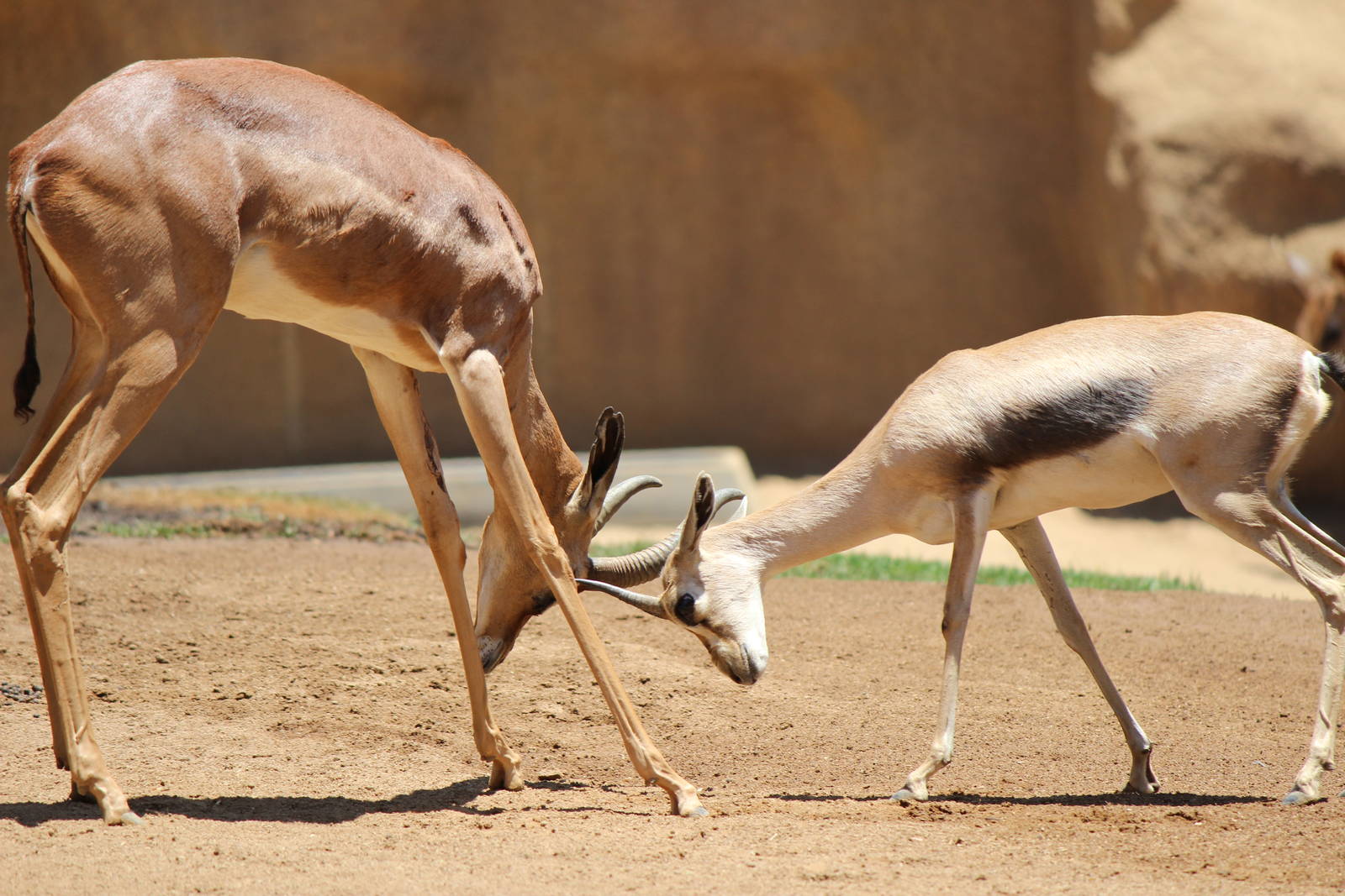 Northern Frontier - Gerenuk vs Spekes Gazelle