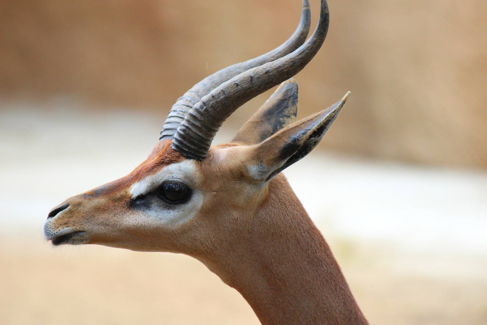 Northern Frontier - Gerenuk