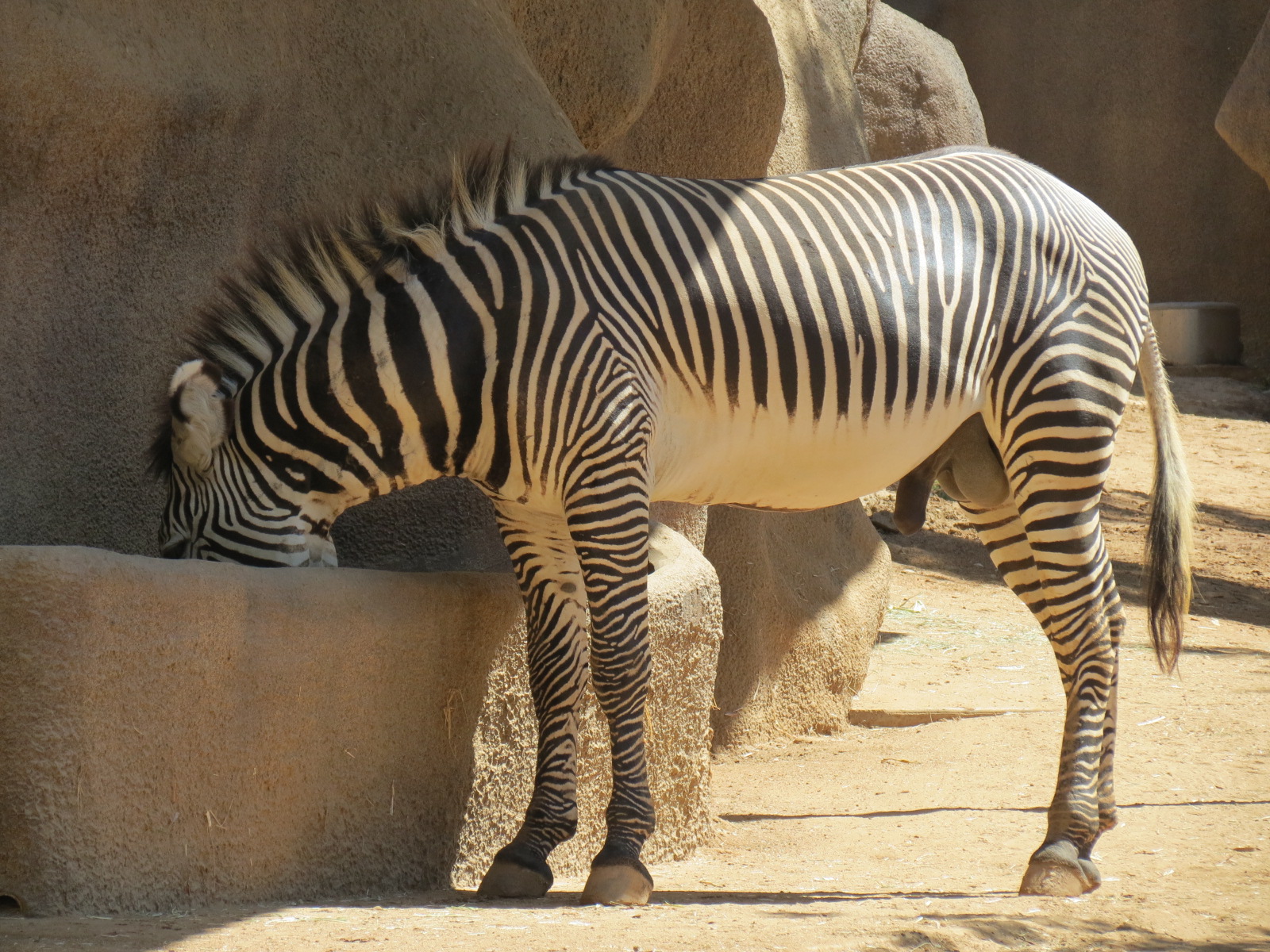 Northern Frontier - Grevys Zebra Exhibit