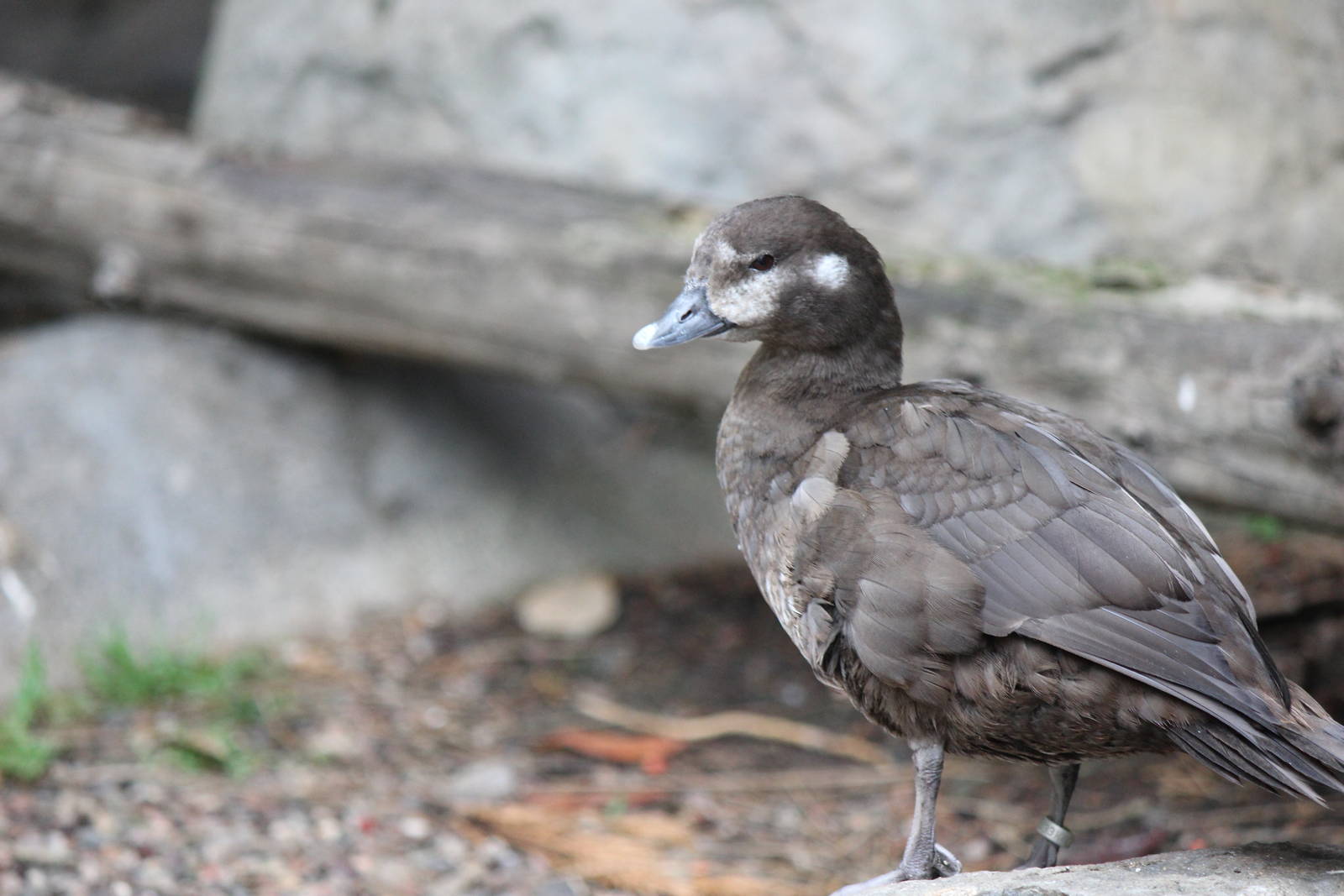 Northern Frontier - Harlequin Duck