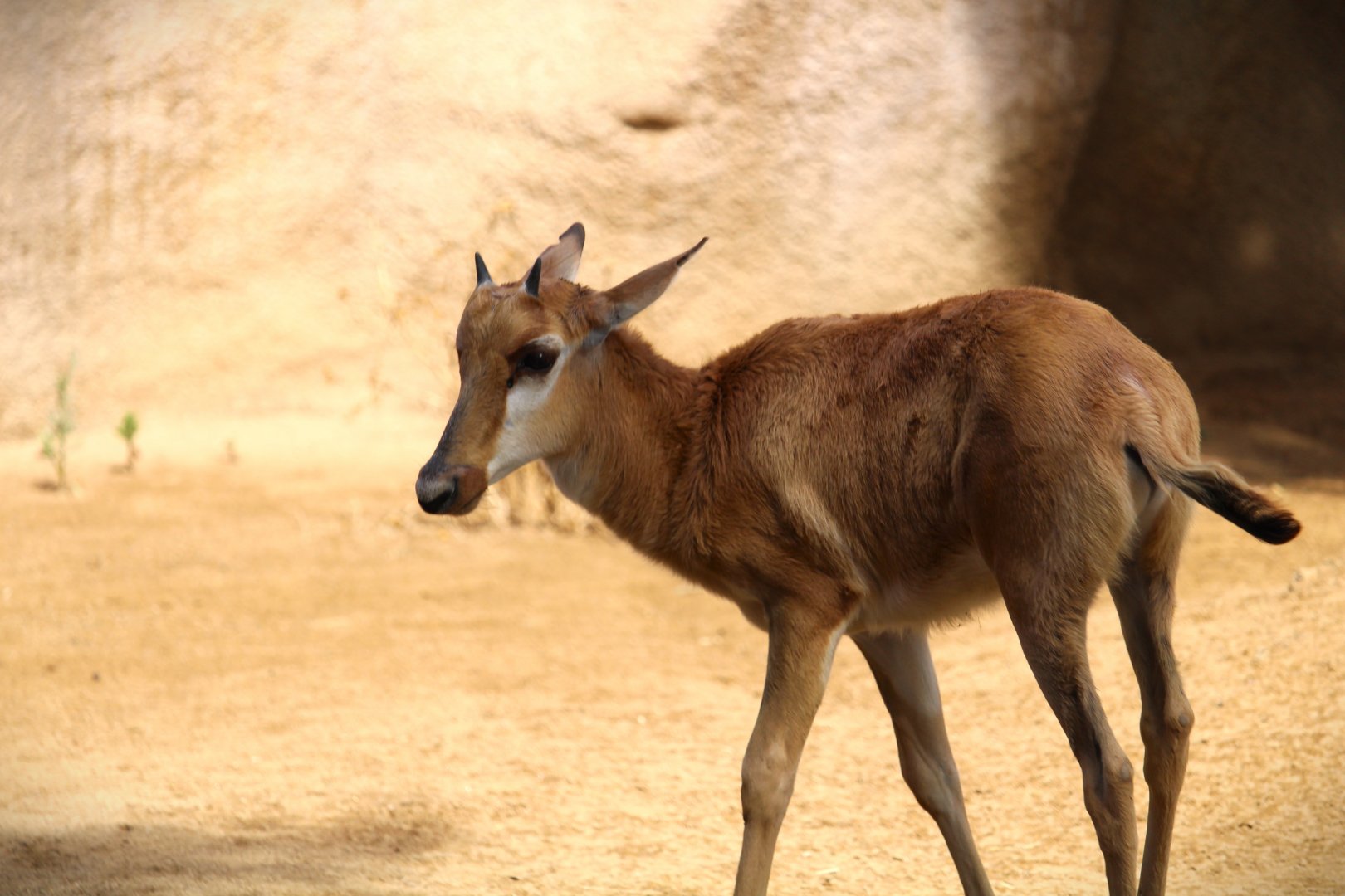 Northern Frontier - Horn and Hoof Mesa - Bontebok Calf