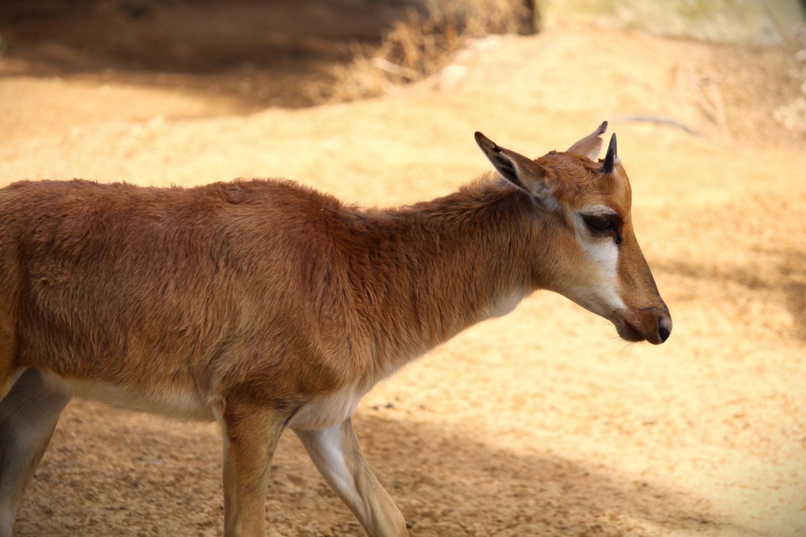 Northern Frontier - Horn and Hoof Mesa - Bontebok Calf