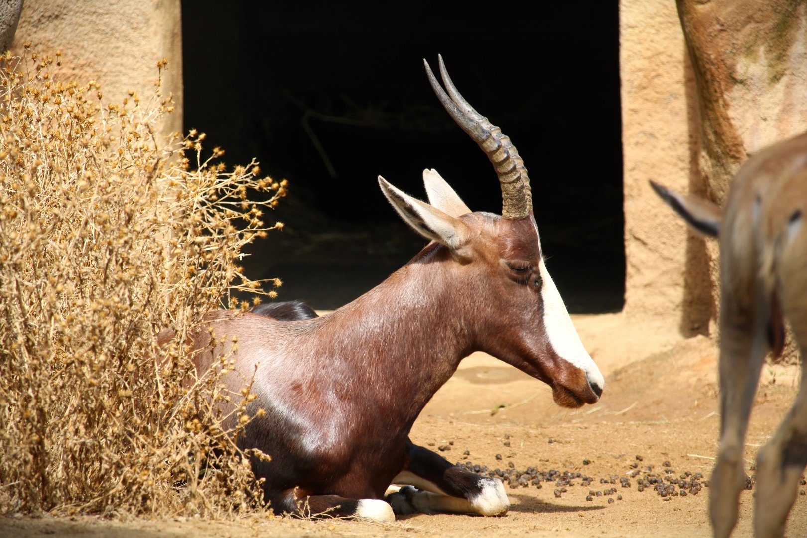 Northern Frontier - Horn and Hoof Mesa - Bontebok