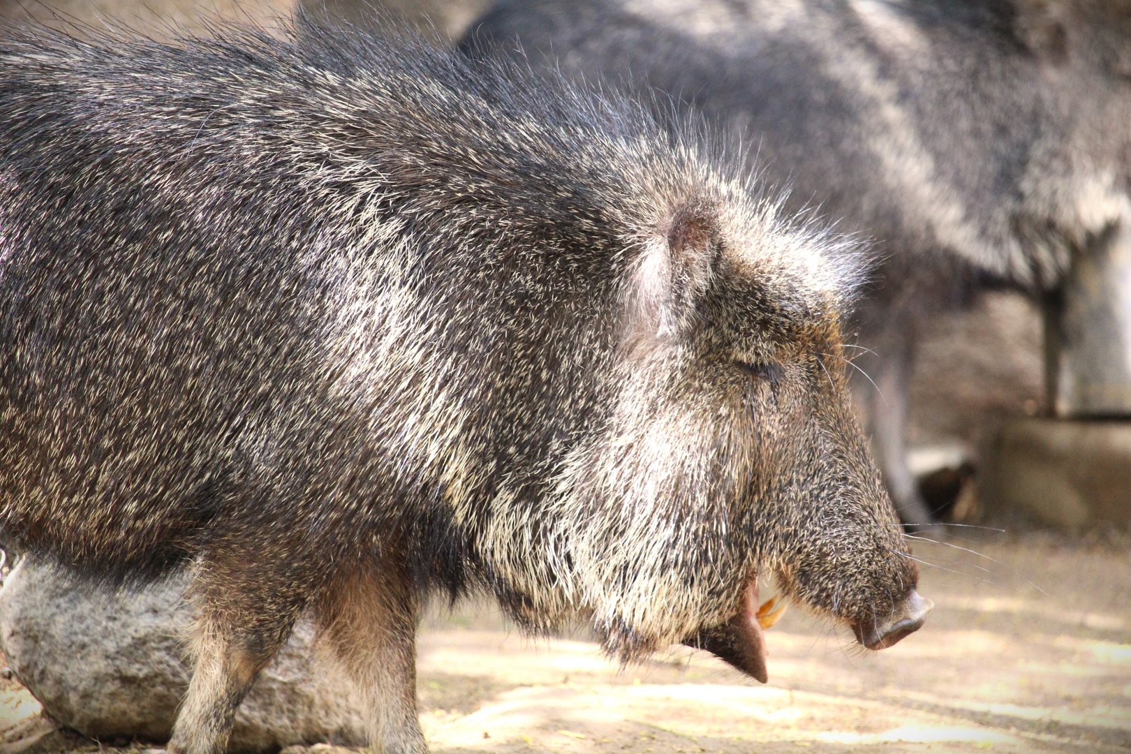 Northern Frontier - Horn and Hoof Mesa - Chacoan Peccaries