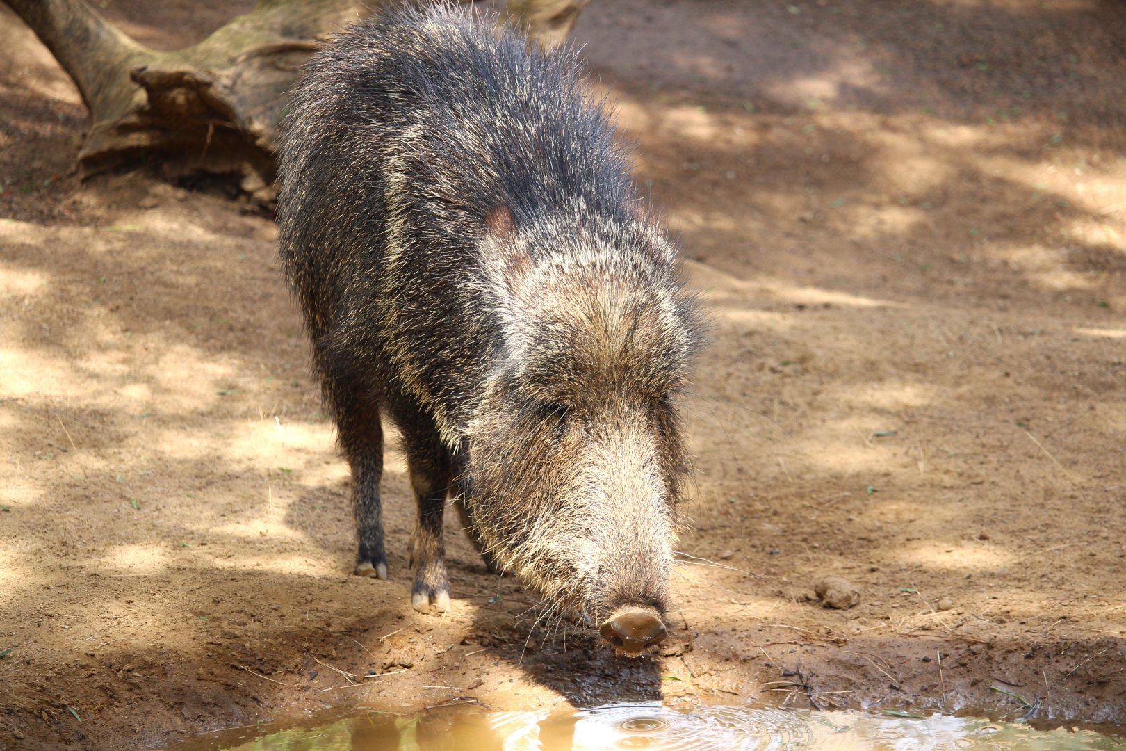Northern Frontier - Horn and Hoof Mesa - Chacoan Peccary
