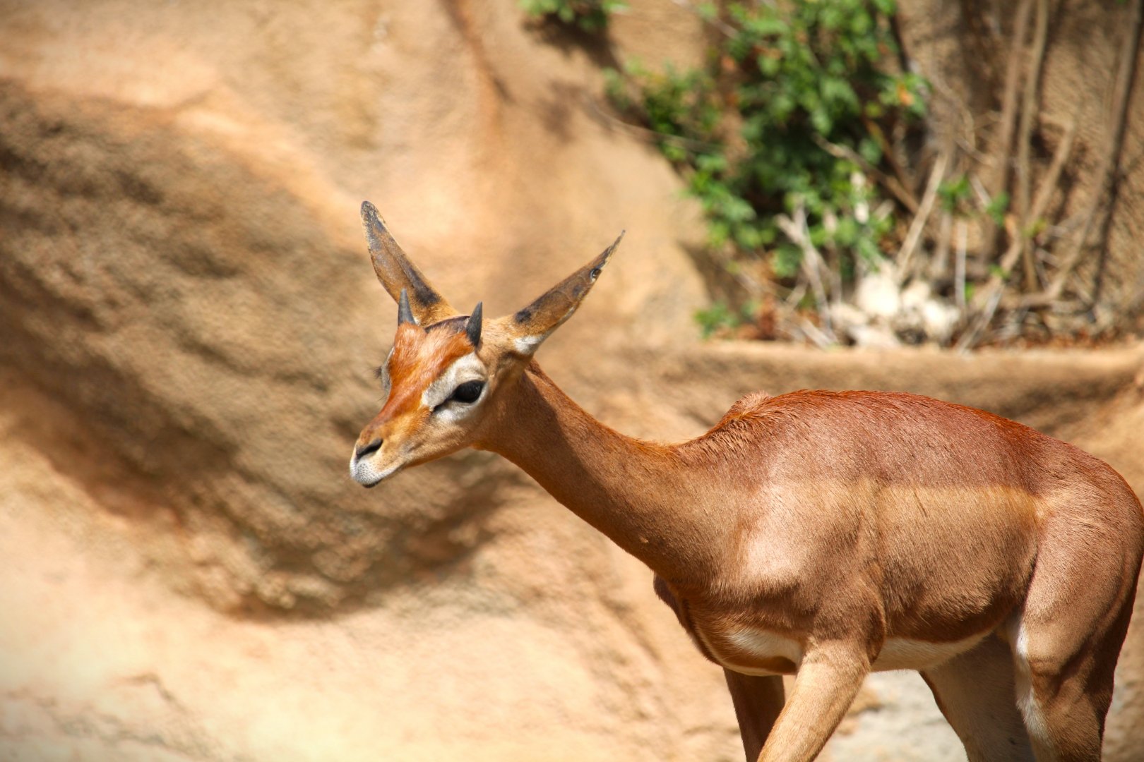 Northern Frontier - Horn and Hoof Mesa - Southern Gerenuk