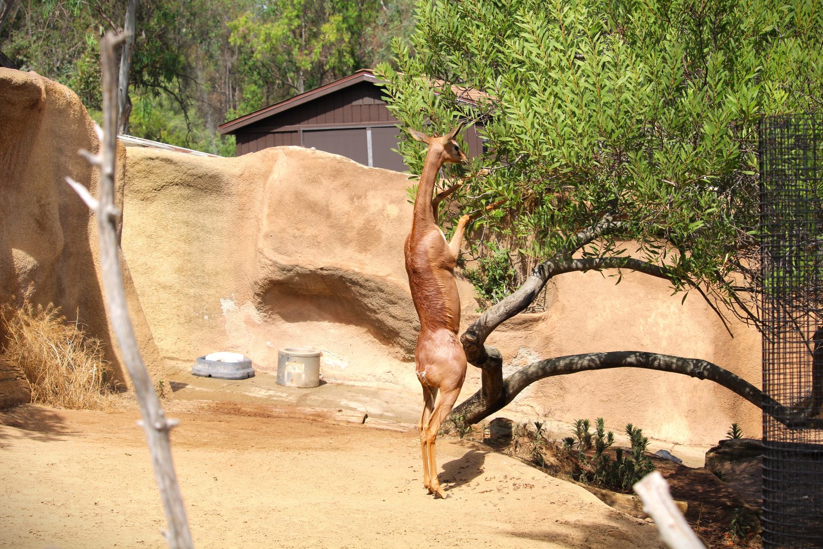 Northern Frontier - Horn and Hoof Mesa - Southern Gerenuk