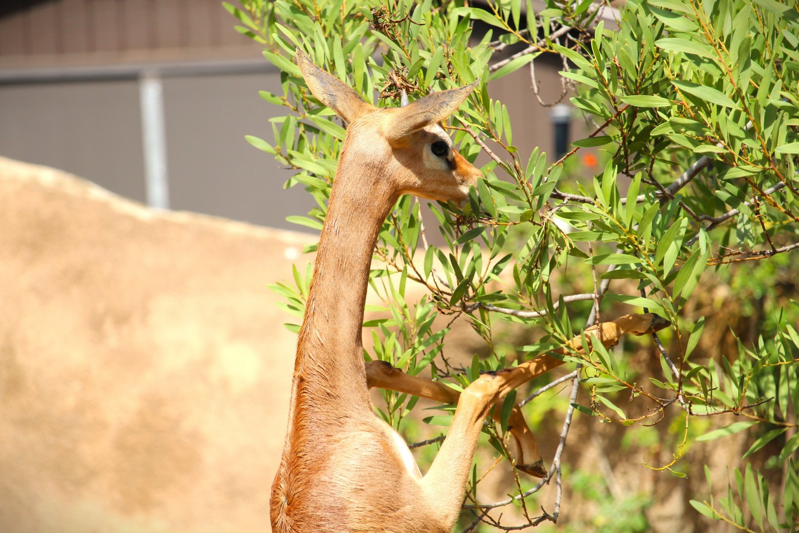 Northern Frontier - Horn and Hoof Mesa - Southern Gerenuk
