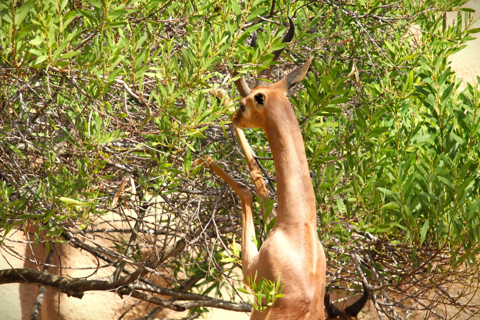 Northern Frontier - Horn and Hoof Mesa - Southern Gerenuk