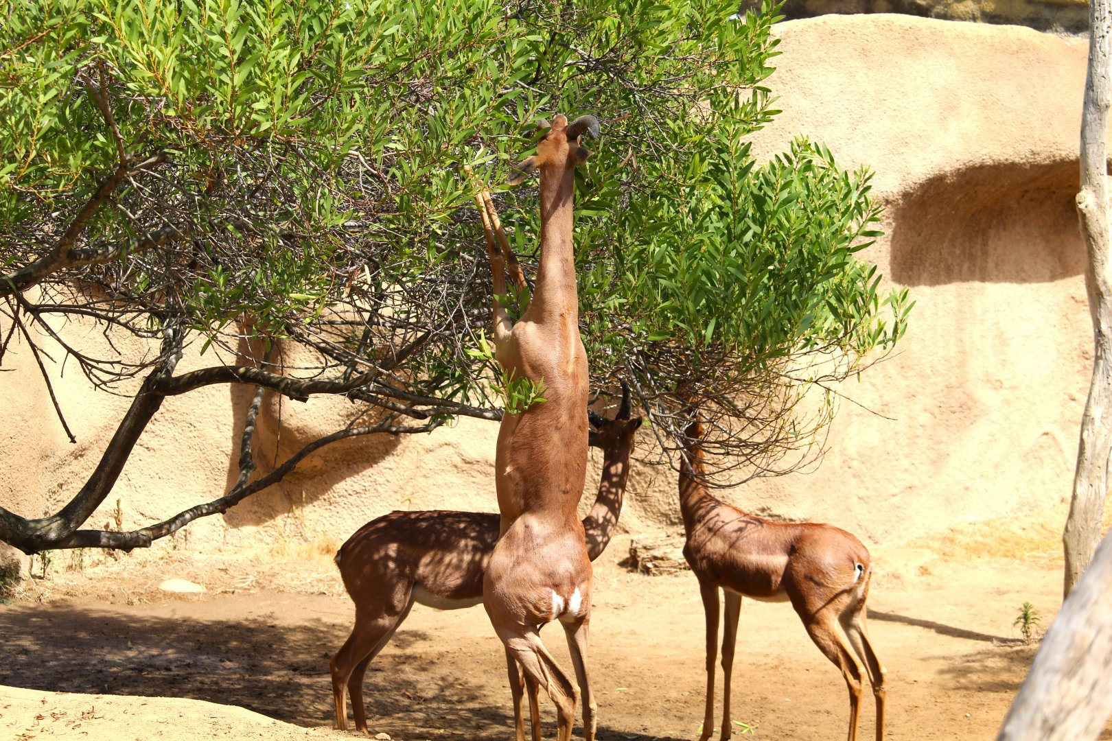 Northern Frontier - Horn and Hoof Mesa - Southern Gerenuks