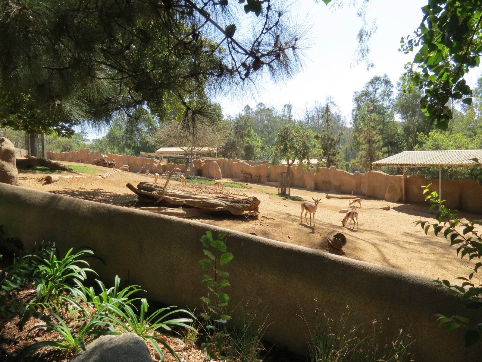 Northern Frontier - Lesser Kudu, Spekes Gazelle, and Southern Gerenuk Exhib