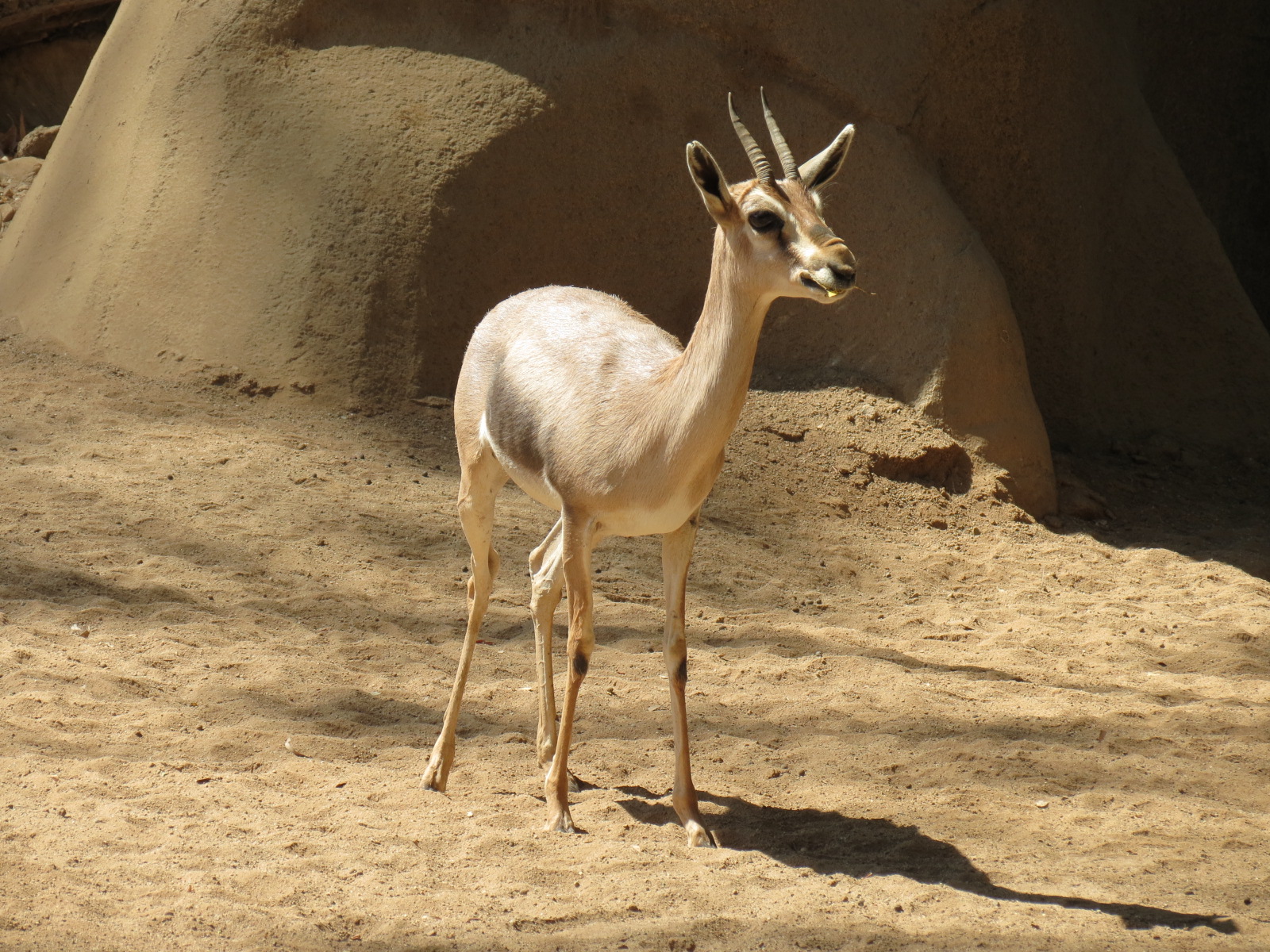 Northern Frontier - Lesser Kudu, Spekes Gazelle, and Southern Gerenuk Exhib