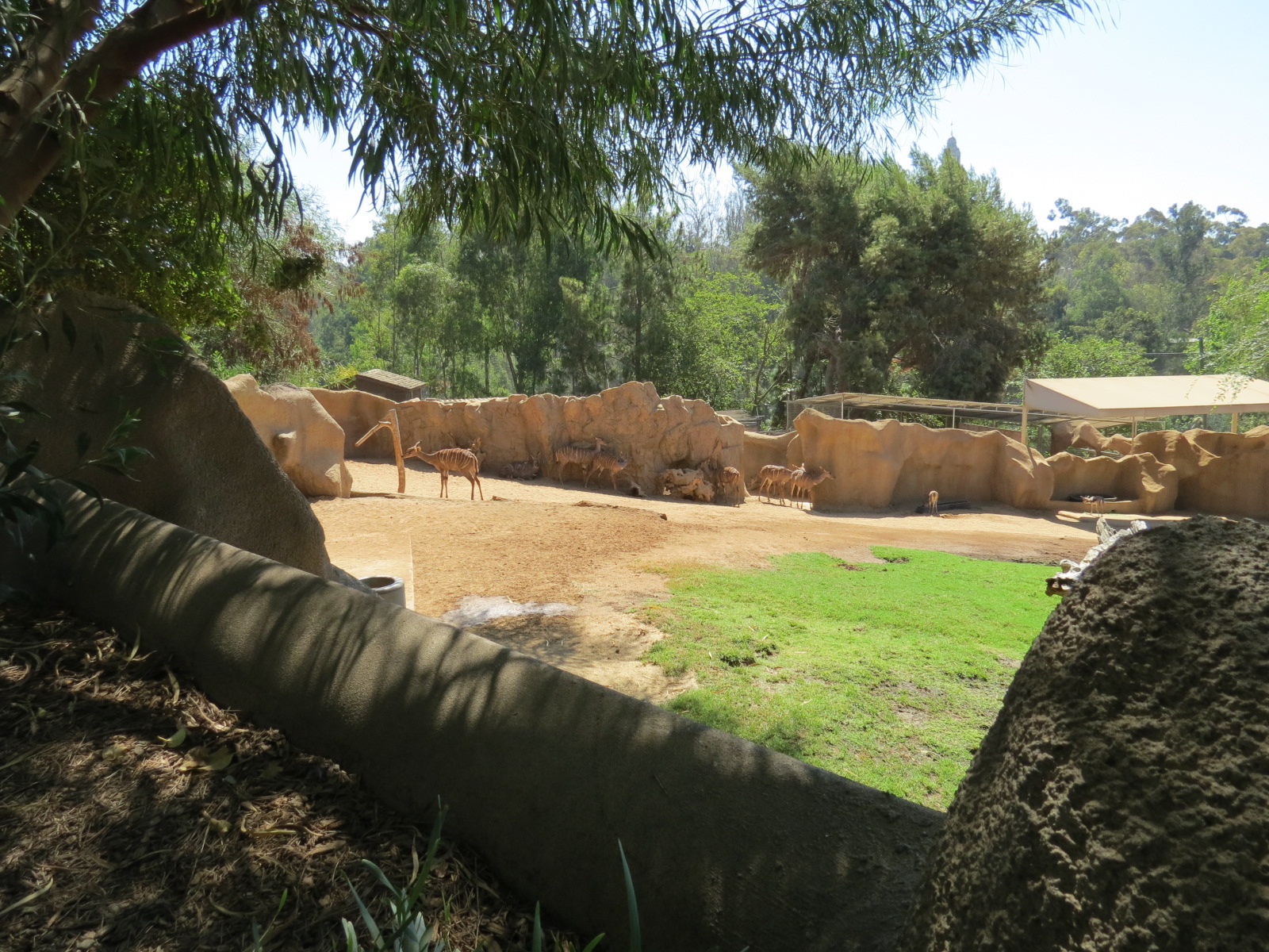 Northern Frontier - Lesser Kudu, Spekes Gazelle, and Southern Gerenuk Exhib