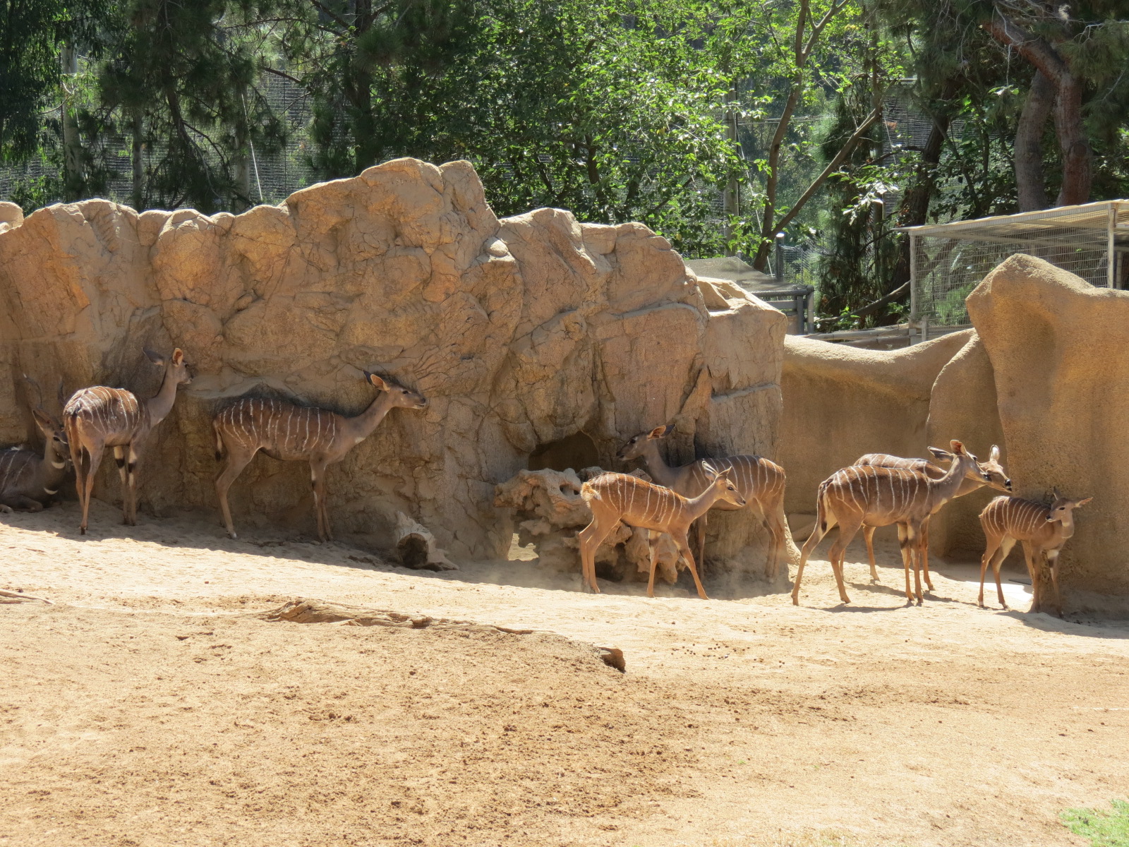Northern Frontier - Lesser Kudu, Spekes Gazelle, and Southern Gerenuk Exhib