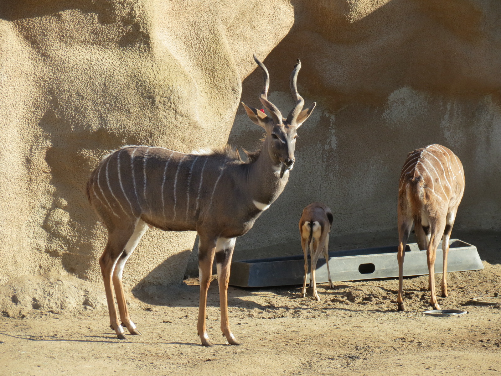 Northern Frontier - Lesser Kudu, Spekes Gazelle, and Southern Gerenuk Exhib