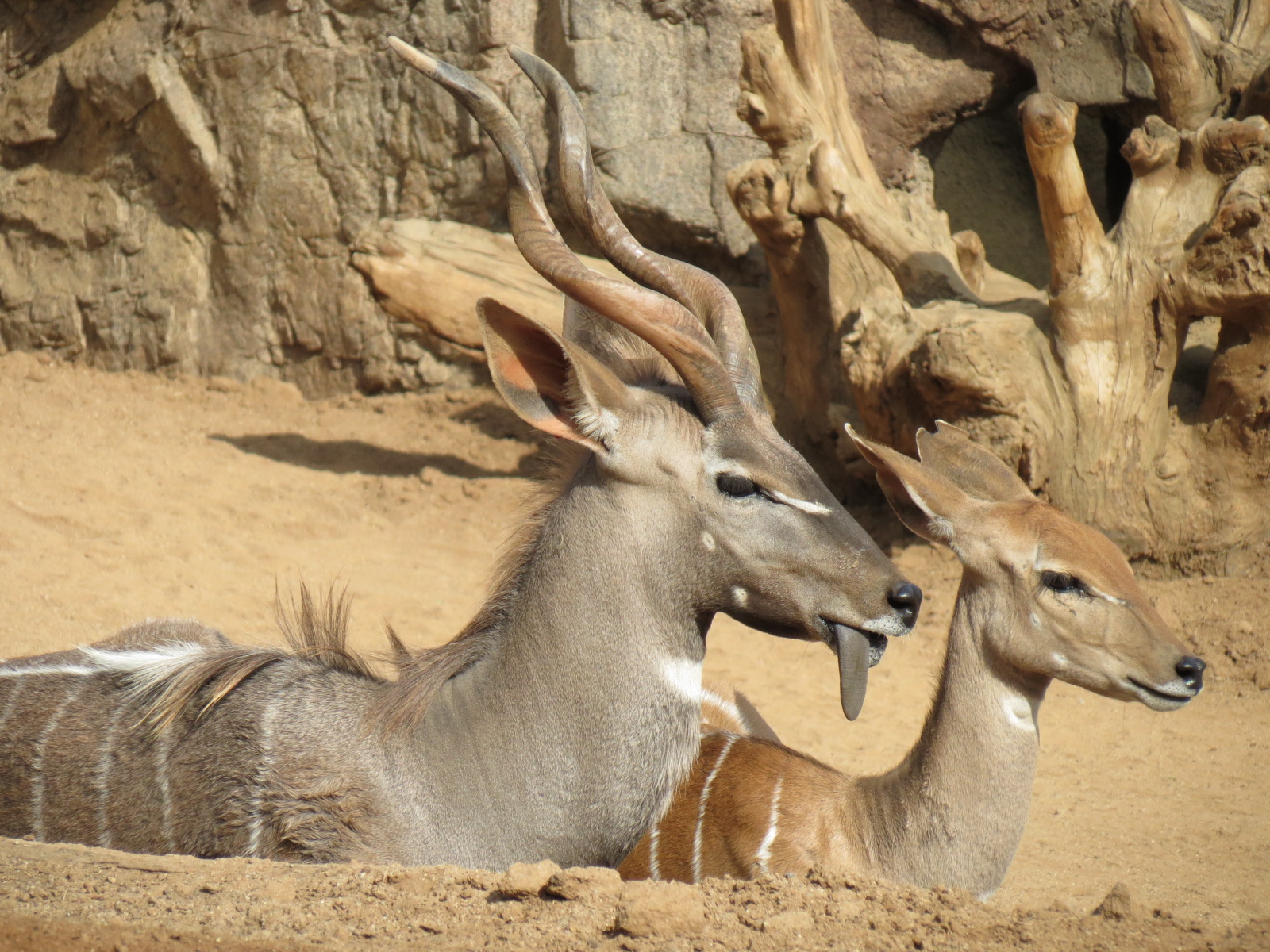 Northern Frontier - Lesser Kudu, Spekes Gazelle, and Southern Gerenuk Exhib